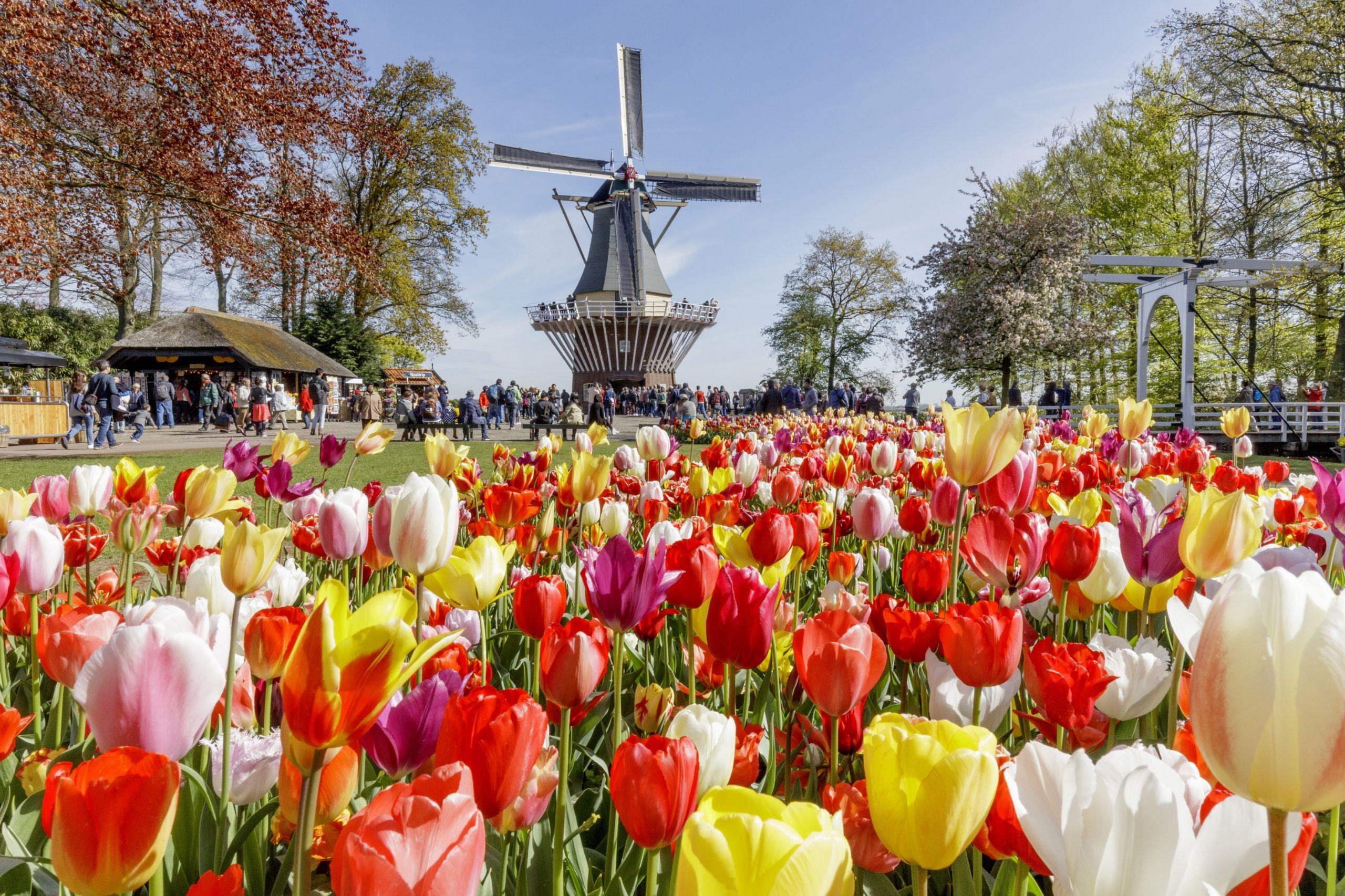 2560x1706 Desktop Wallpaper Netherlands Mill Keukenhof Tulips 2560x1706