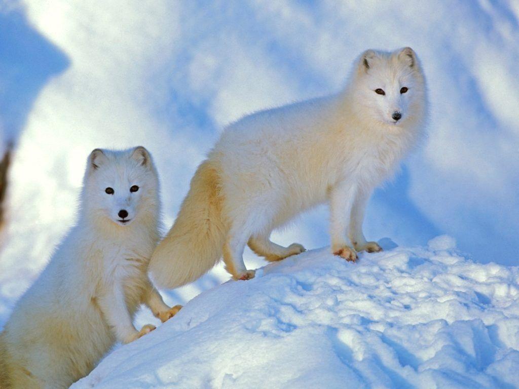 1024x768 Arctic Fox Animal Facts