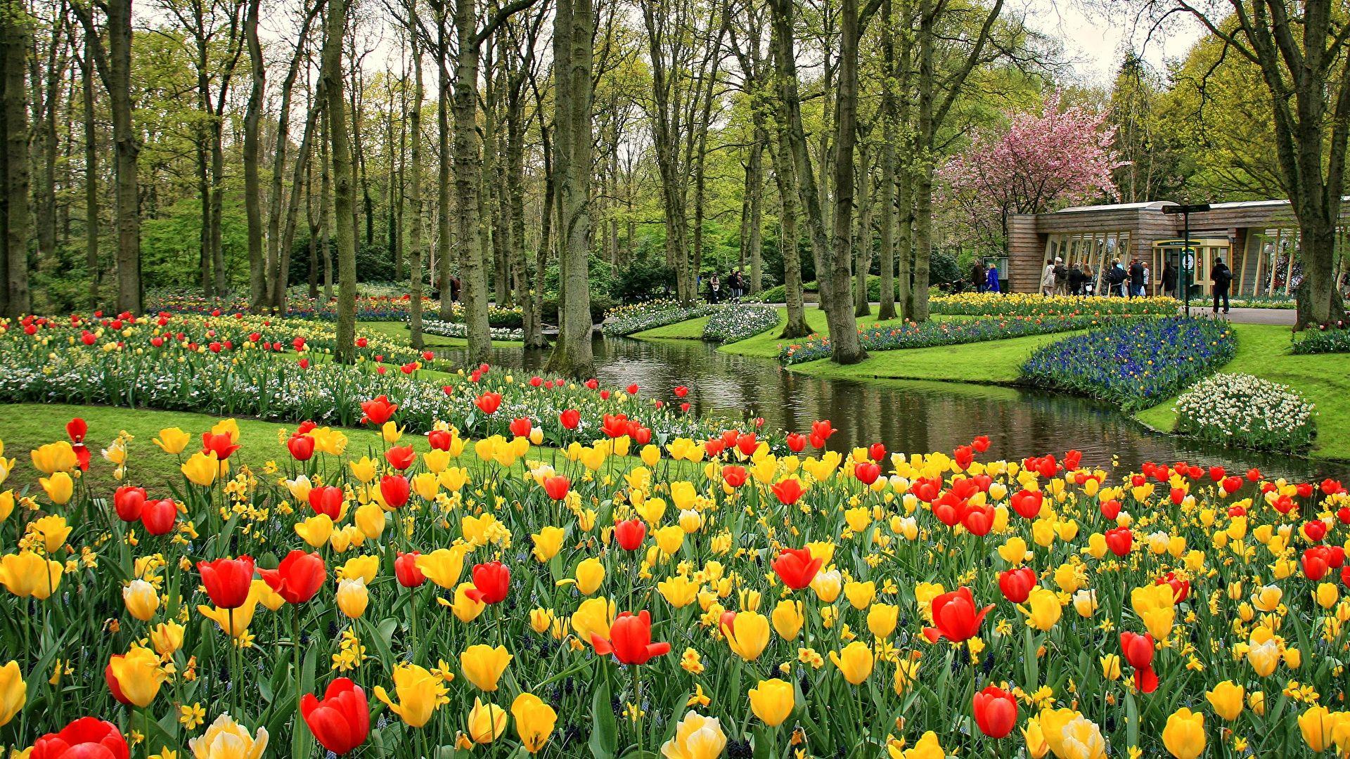 1920x1080 Keukenhof HD Wallpaper .