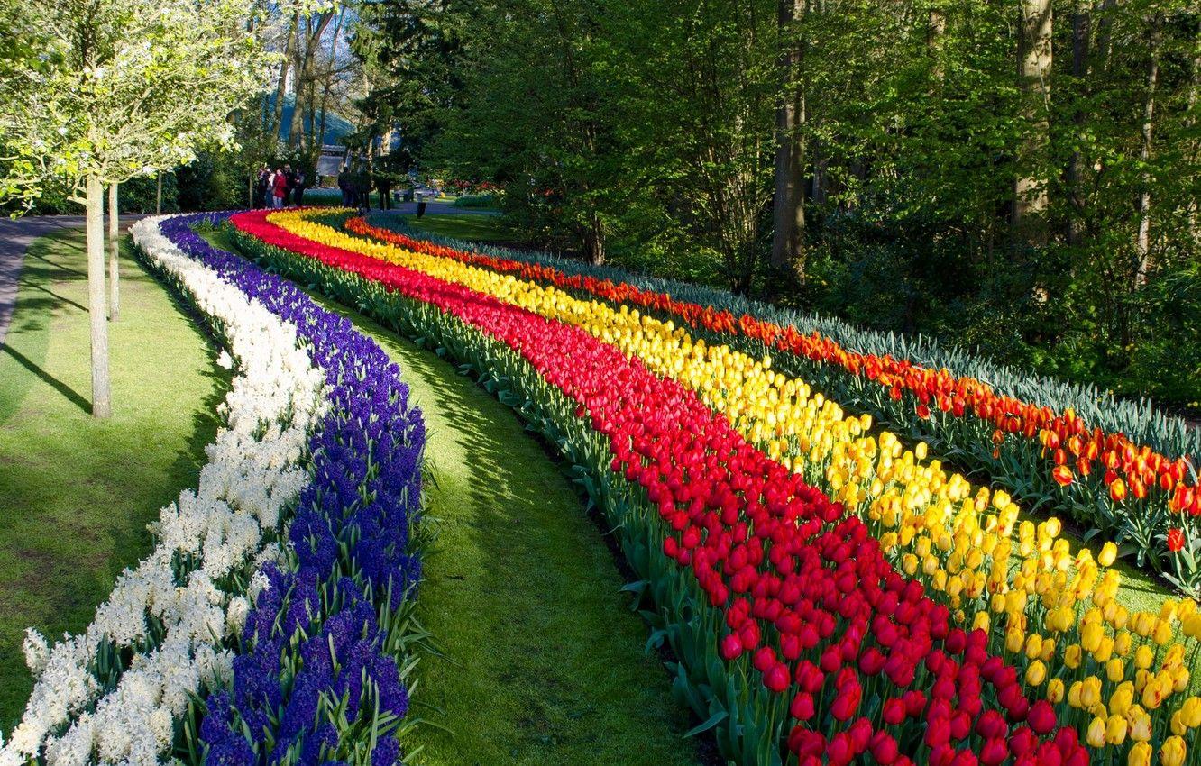 1332x850 Wallpaper flowers, Park, tulips, Netherlands, Netherlands, Keukenhof, hyacinths, Keukenhof, Lisse, Lisse image for desktop, section природа