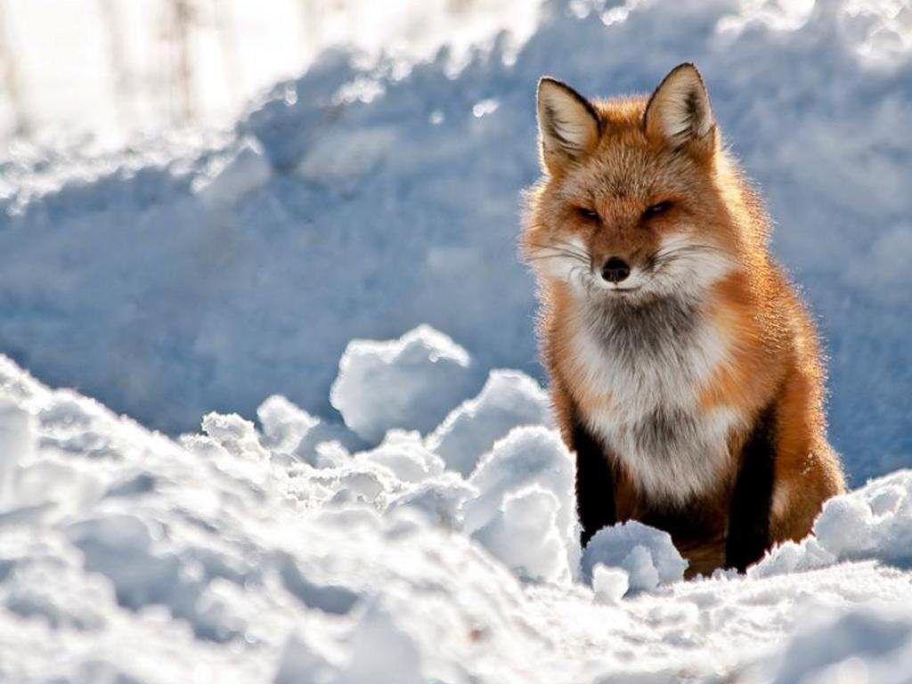 1024x768 Fox Wallpaper