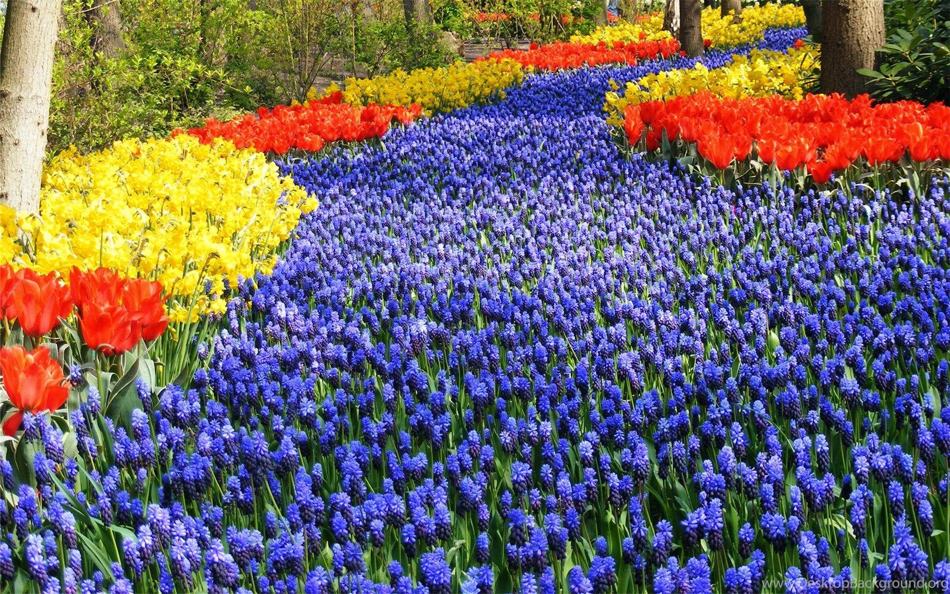 1920x1200 Gardens Wallpaper: Keukenhof Garden Full HD Wallpaper Travel HD. Desktop Background