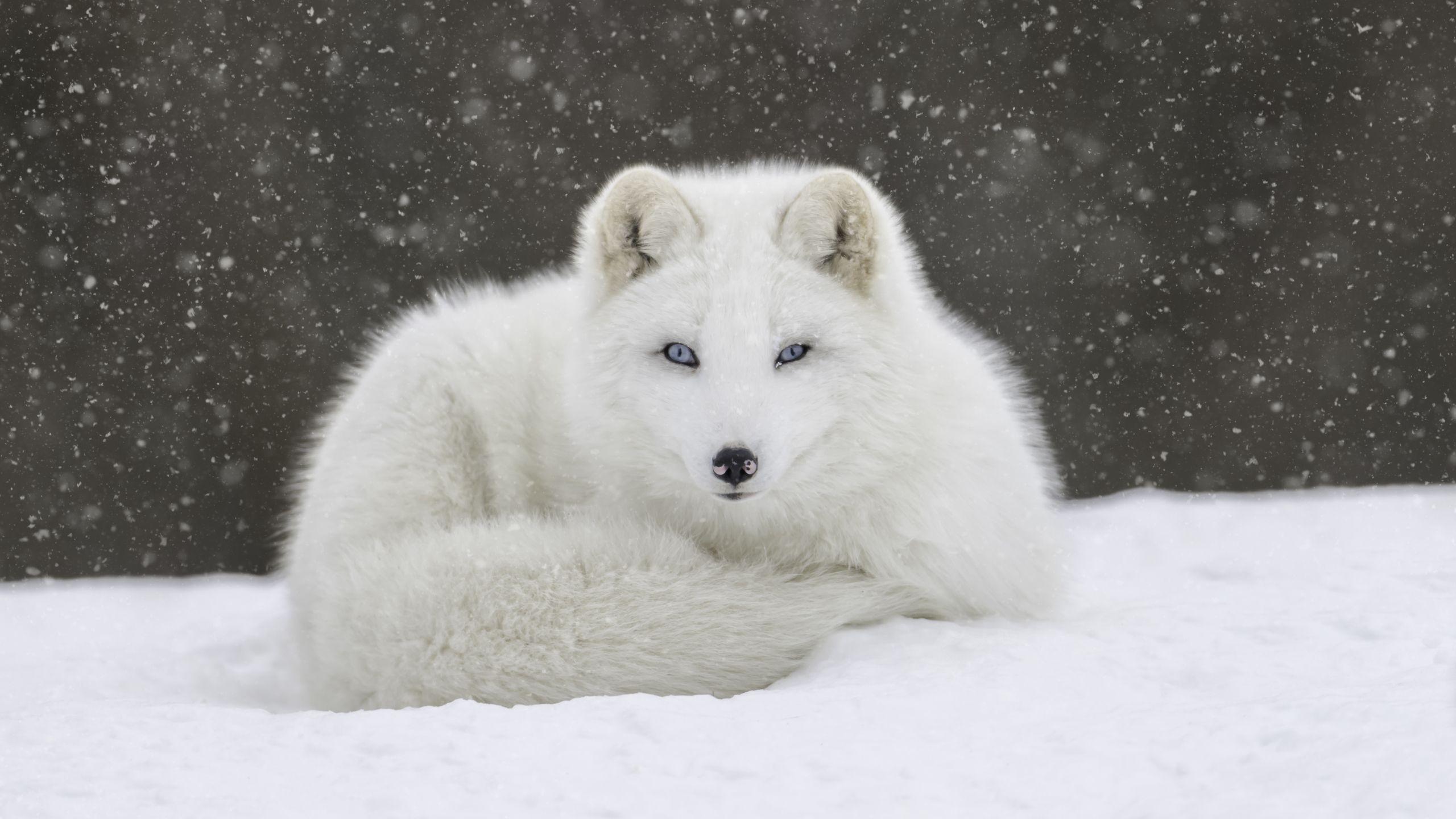 2560x1440 Wallpaper Anime Arctic Fox