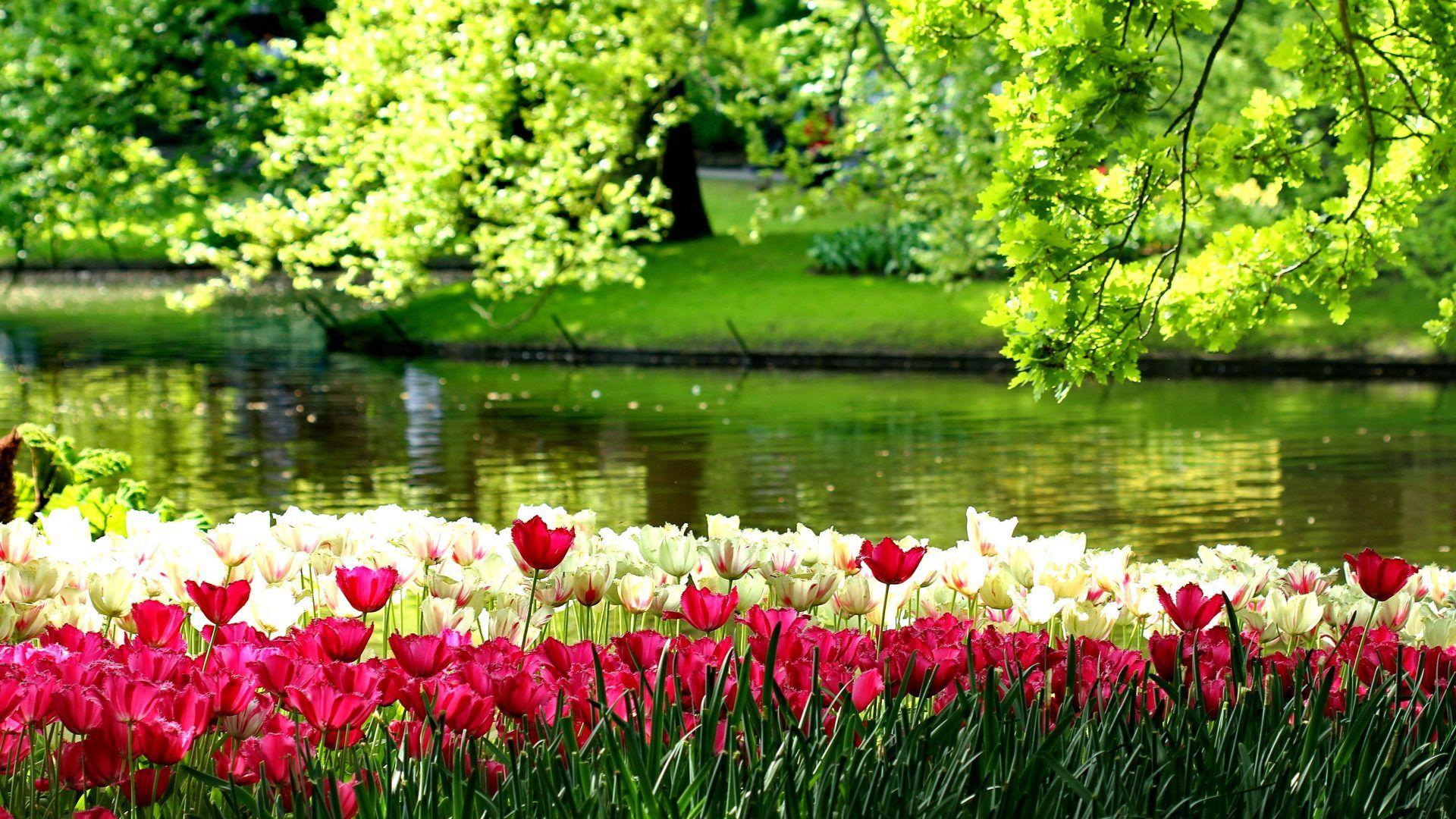1920x1080 3D Purple Flowers, Picture V
