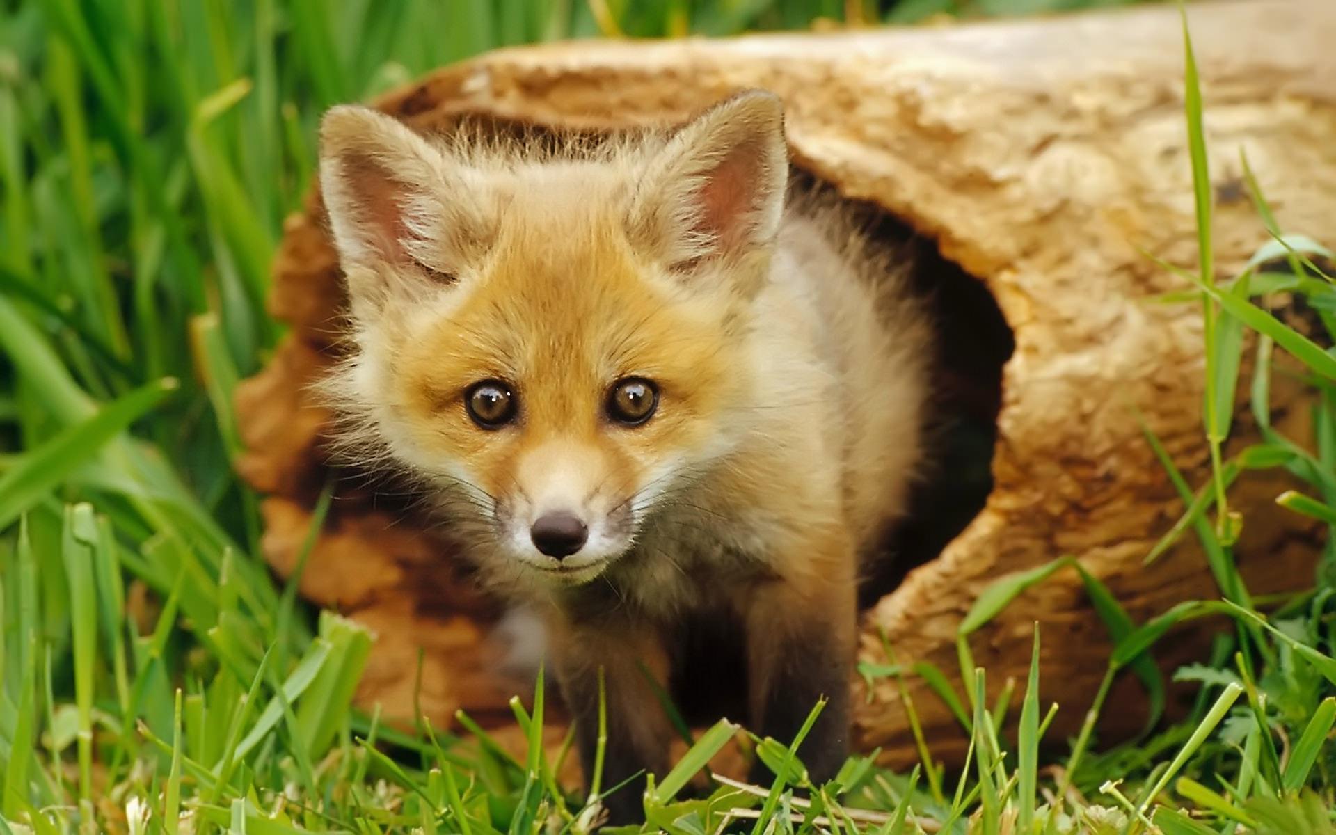 1920x1200 Baby Fox Wallpaper for Android