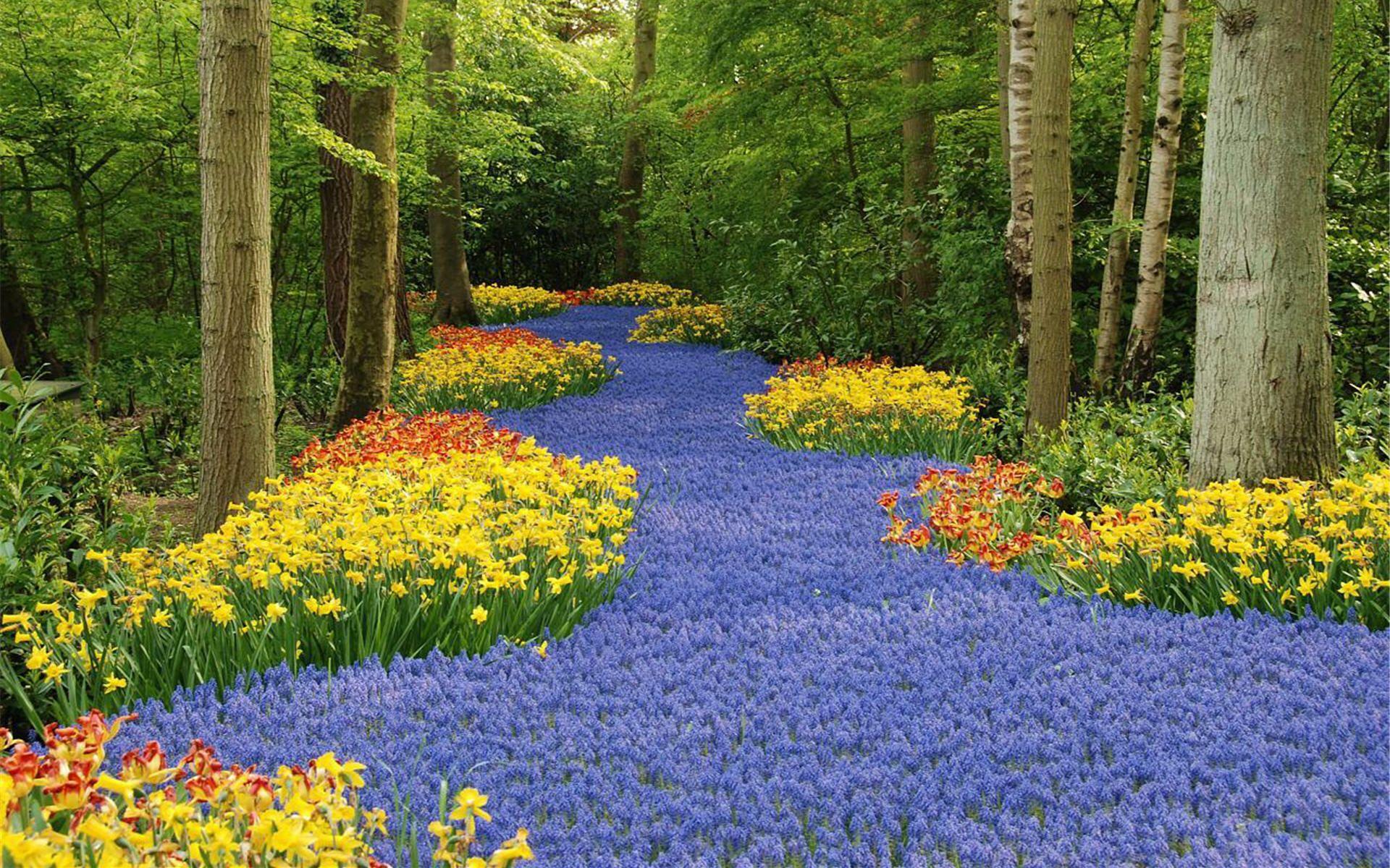1920x1200 Keukenhof Garden Flowers Track Wallpaper HD HD Wallpaper