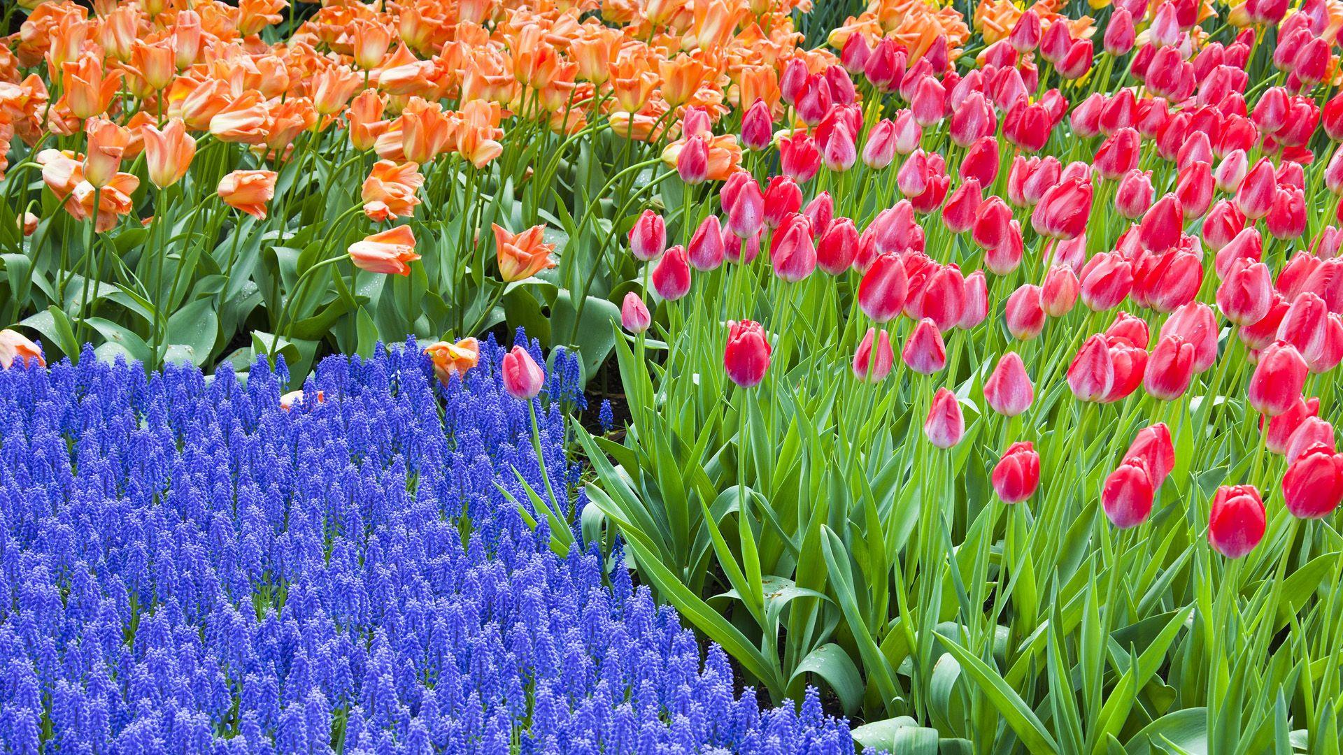 1920x1080 Grape Hyacinth and Tulips Keukenhof Wallpaper. Travel HD Background