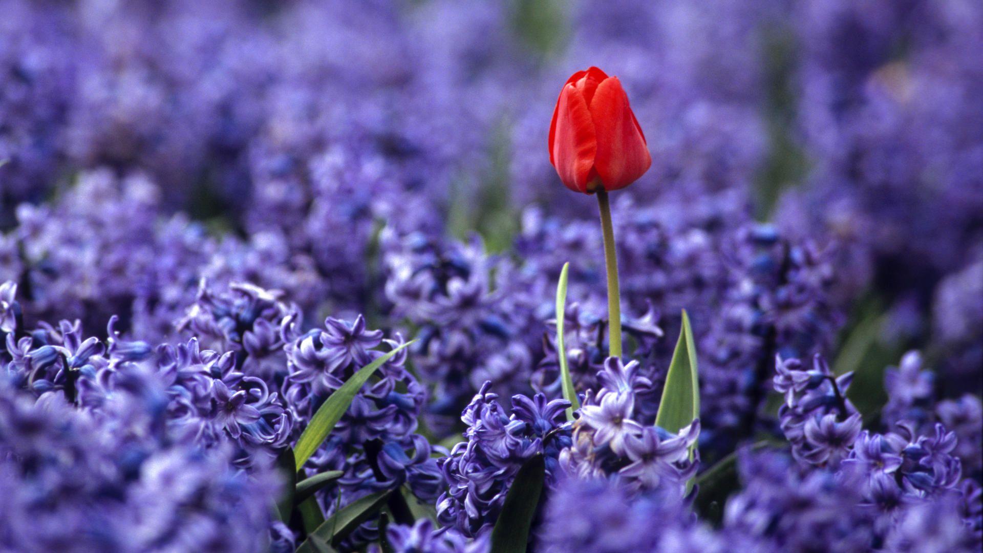 1920x1080 Flower, keukenhof, garden, holland, independence, wallpaper, photography