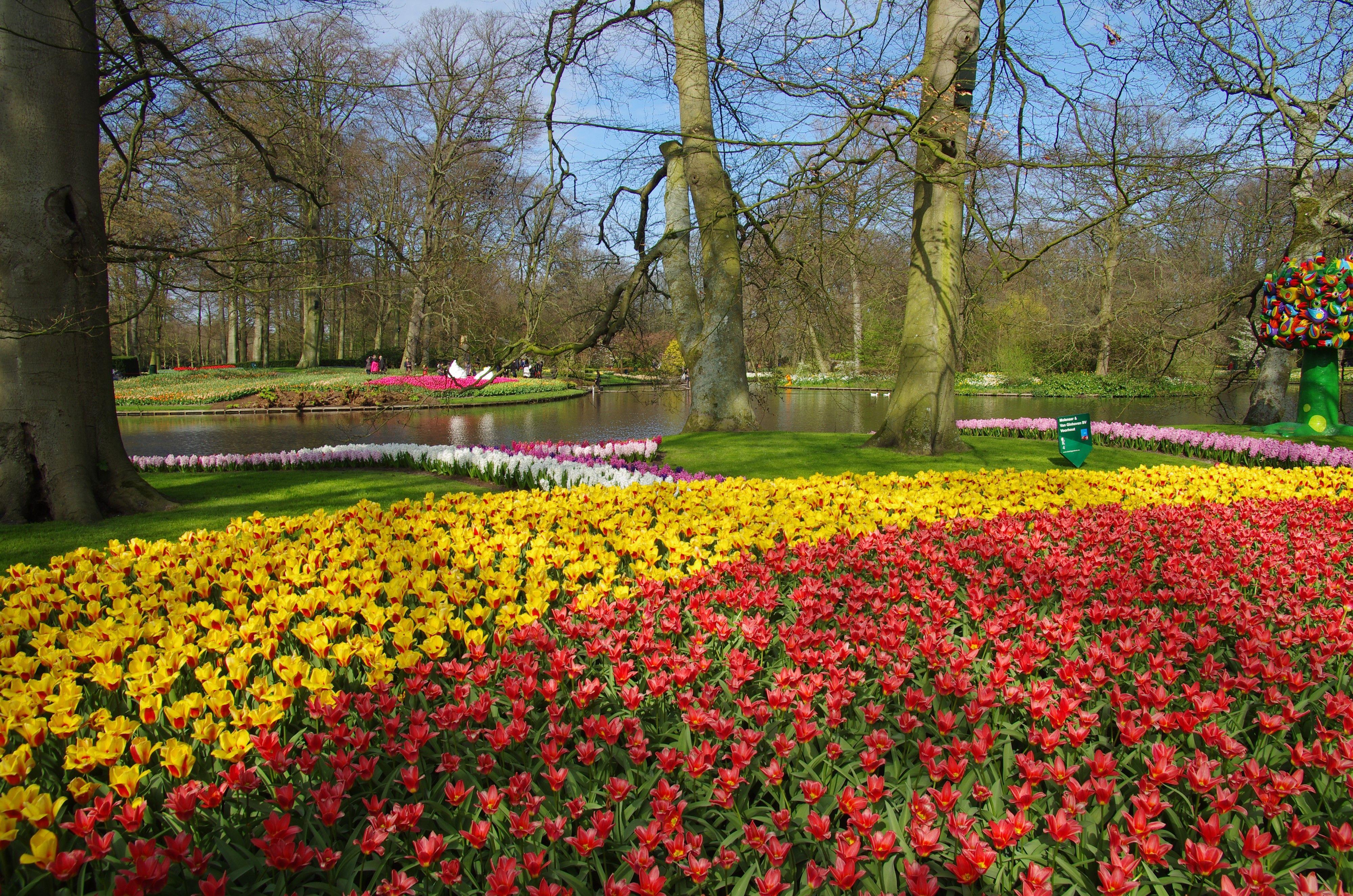 4000x2650 4K, Keukenhof, Netherlands, Parks, Tulips, Trees. Mocah HD Wallpaper