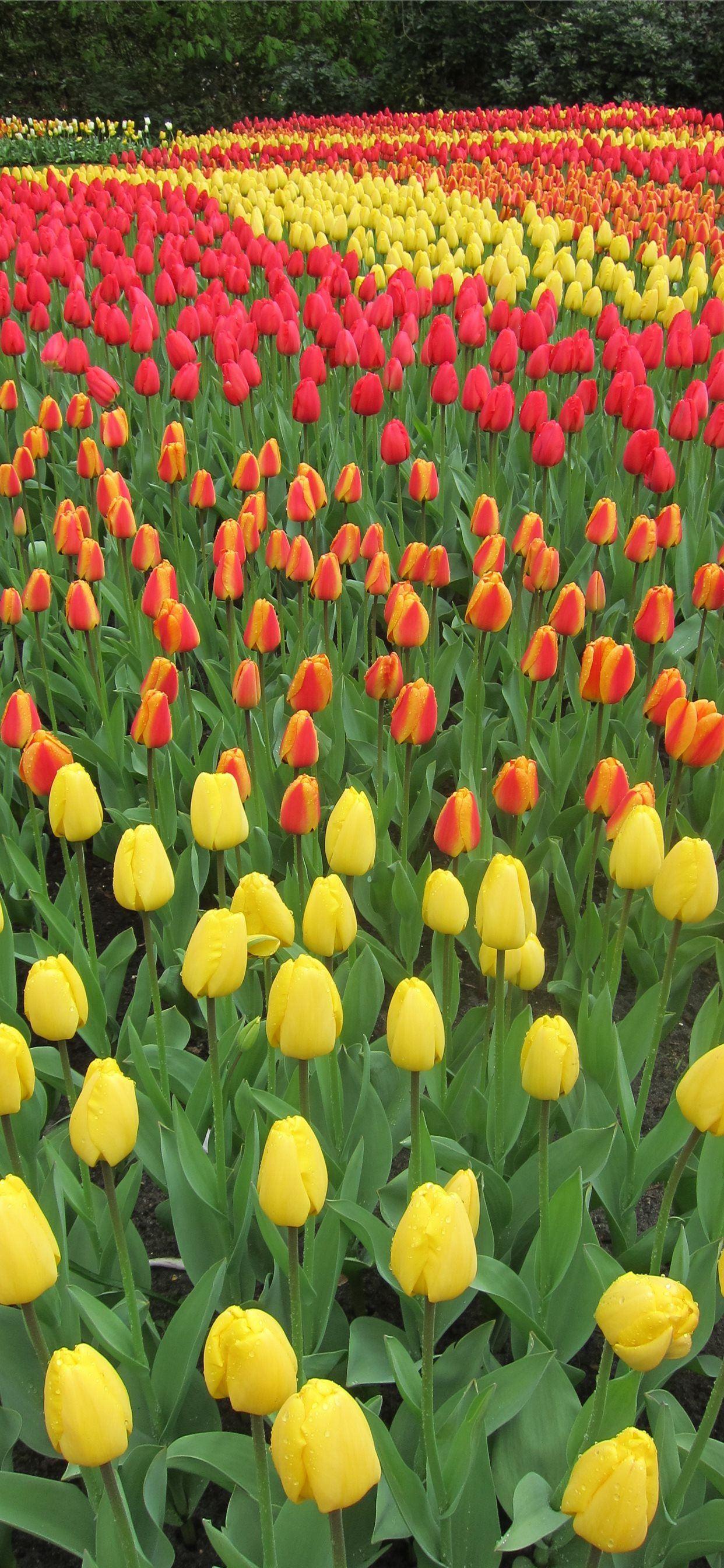 1242x2688 Keukenhof Gardens iPhone X Wallpaper Free Download