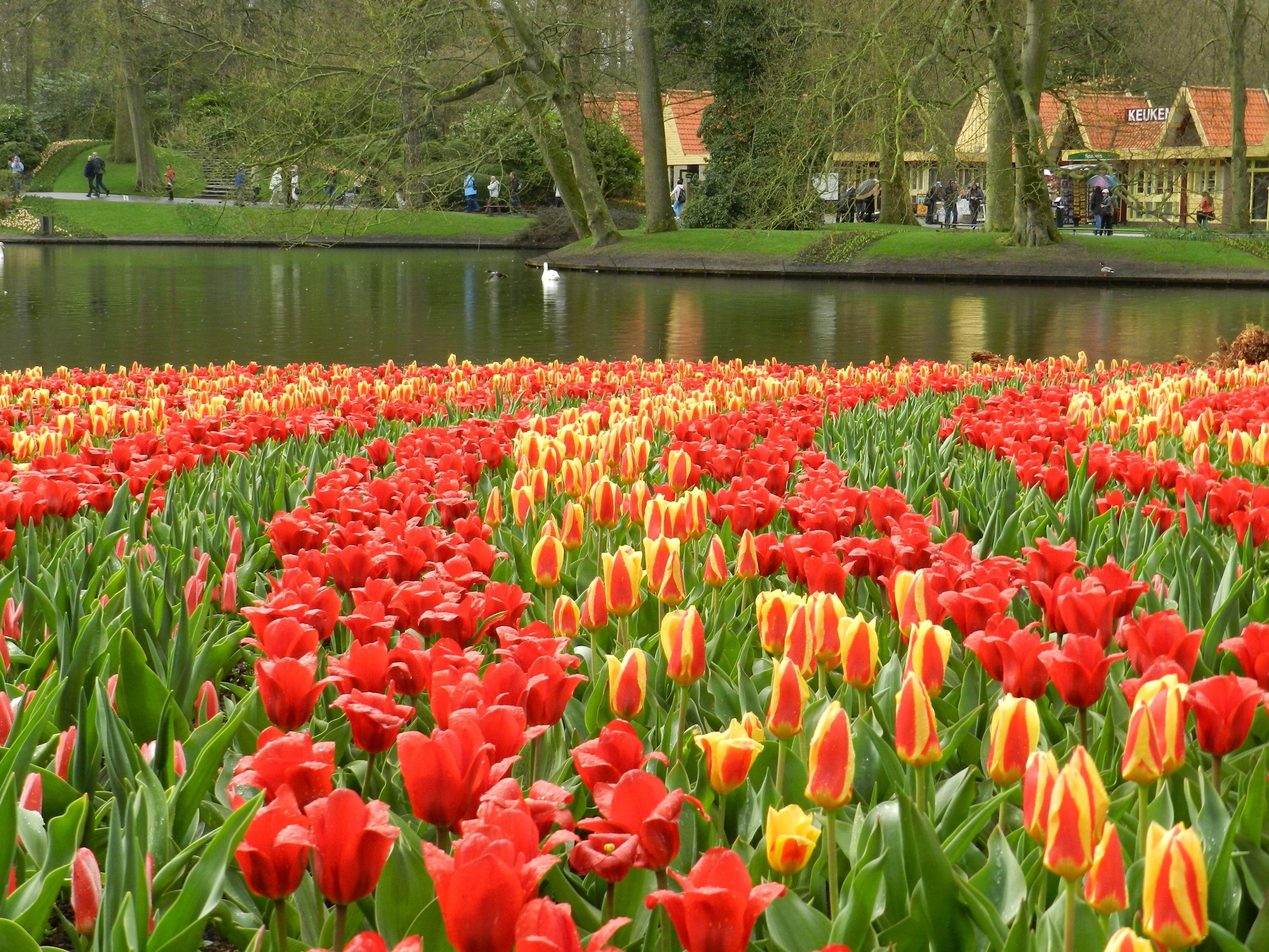 3264x2448 Keukenhof Wallpaper .