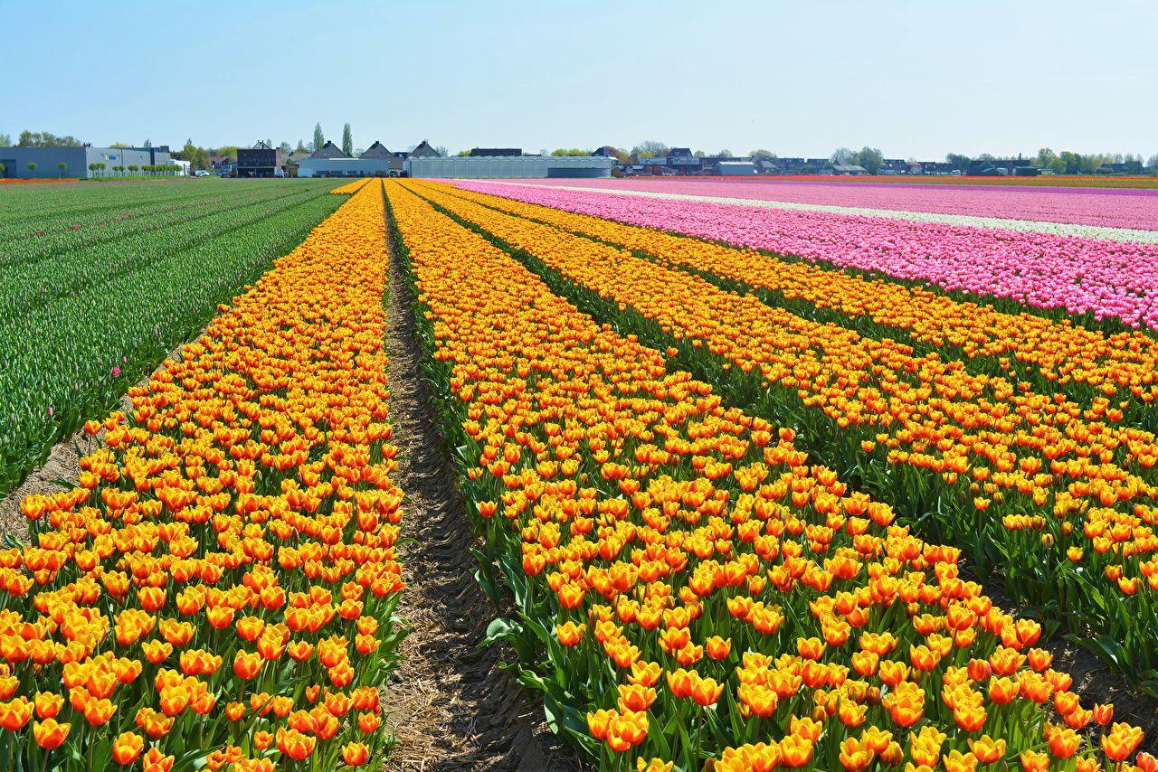 1280x854 Desktop Wallpaper Netherlands Keukenhof tulip Fields Flowers Many