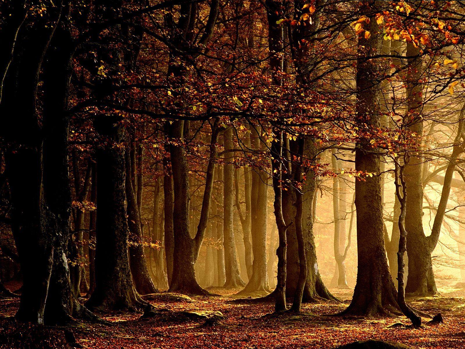 1600x1200 autumn forest leaves / 1600x1200 Wallpaper. Tree HD wallpaper, Fall wallpaper, Fall wallpaper tumblr