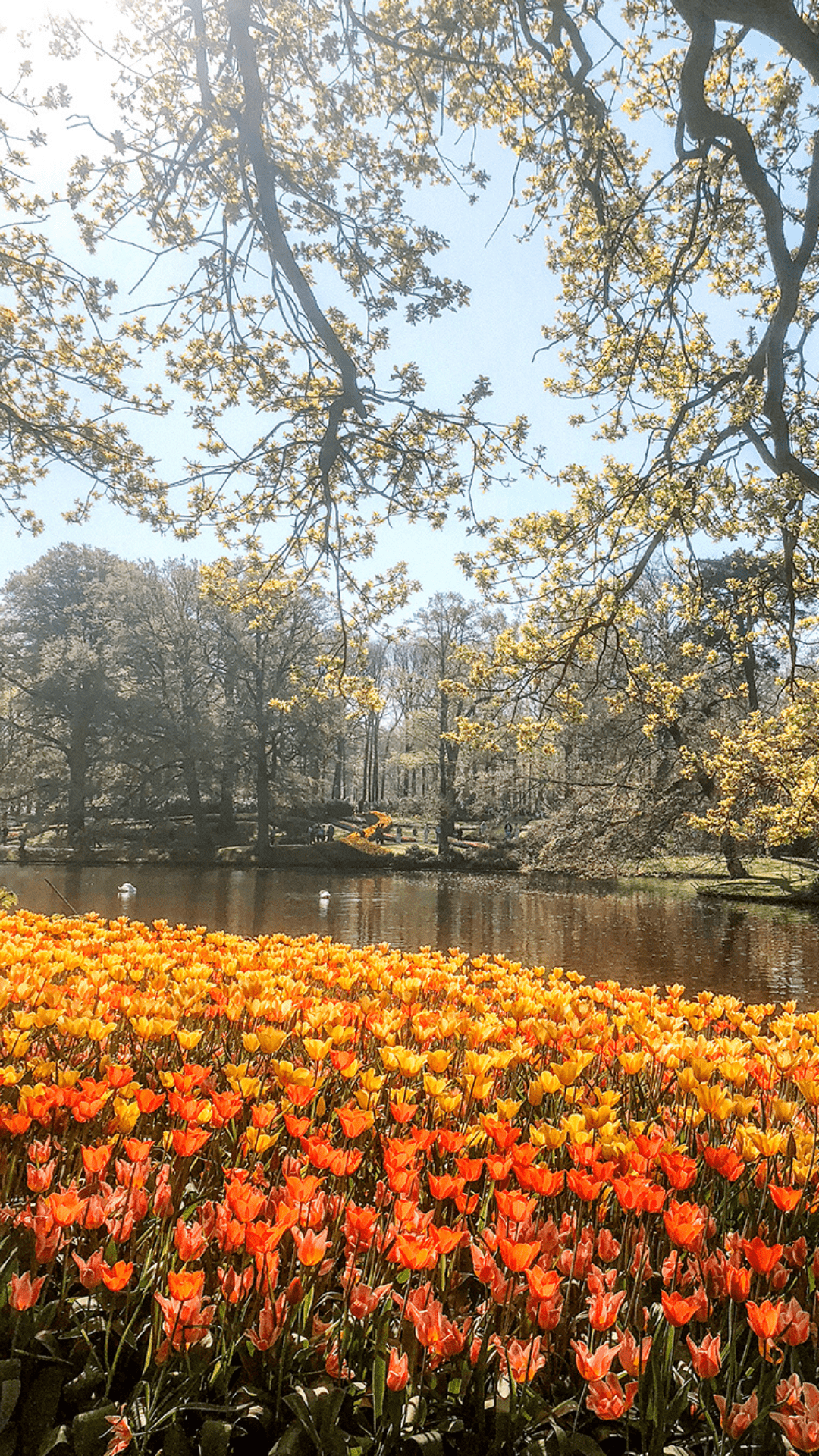 1080x1920 Keukenhof Gardens Tulips // iPhone Wallpaper. Day trips from amsterdam, Travel aesthetic, Day trip