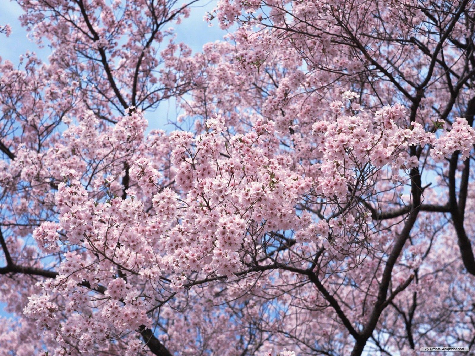 1600x1200 Free Wallpaper Flower wallpaper Blossom wallpaper