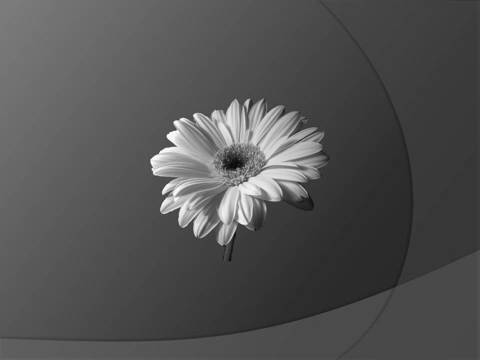 1600x1200 White Flower desktop PC and Mac wallpaper
