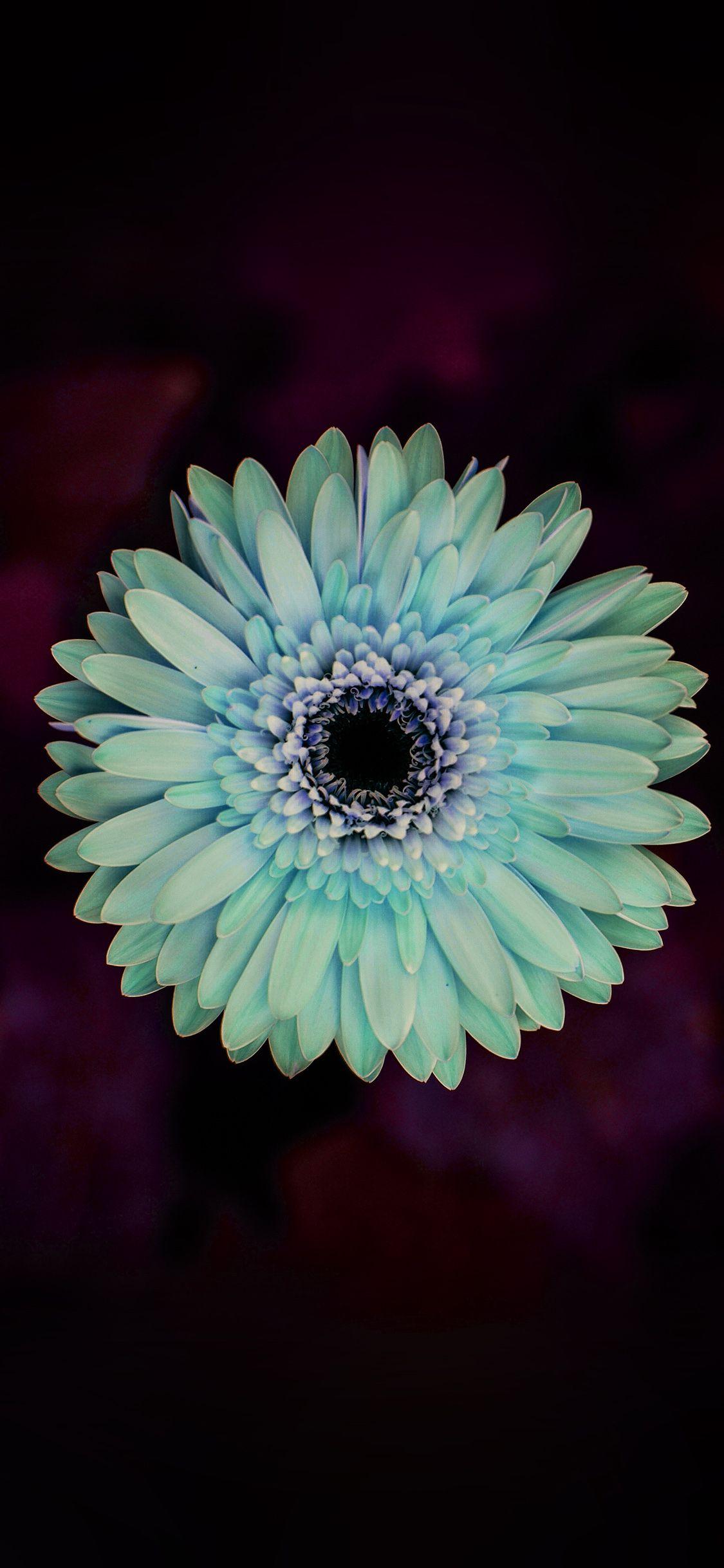 1125x2436 flower center emerald