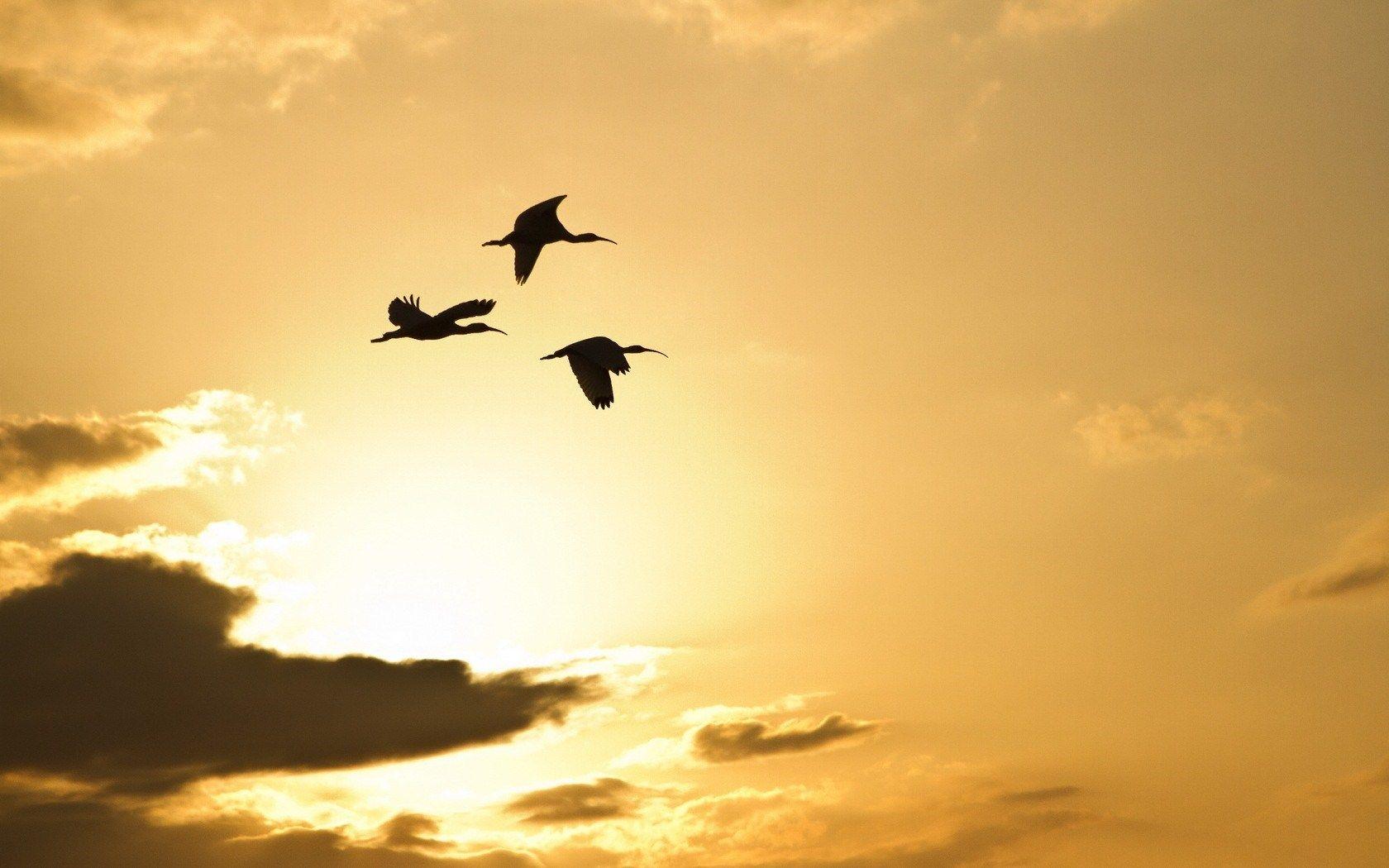 Birds and Clouds Wallpapers - Top Free Birds and Clouds Backgrounds