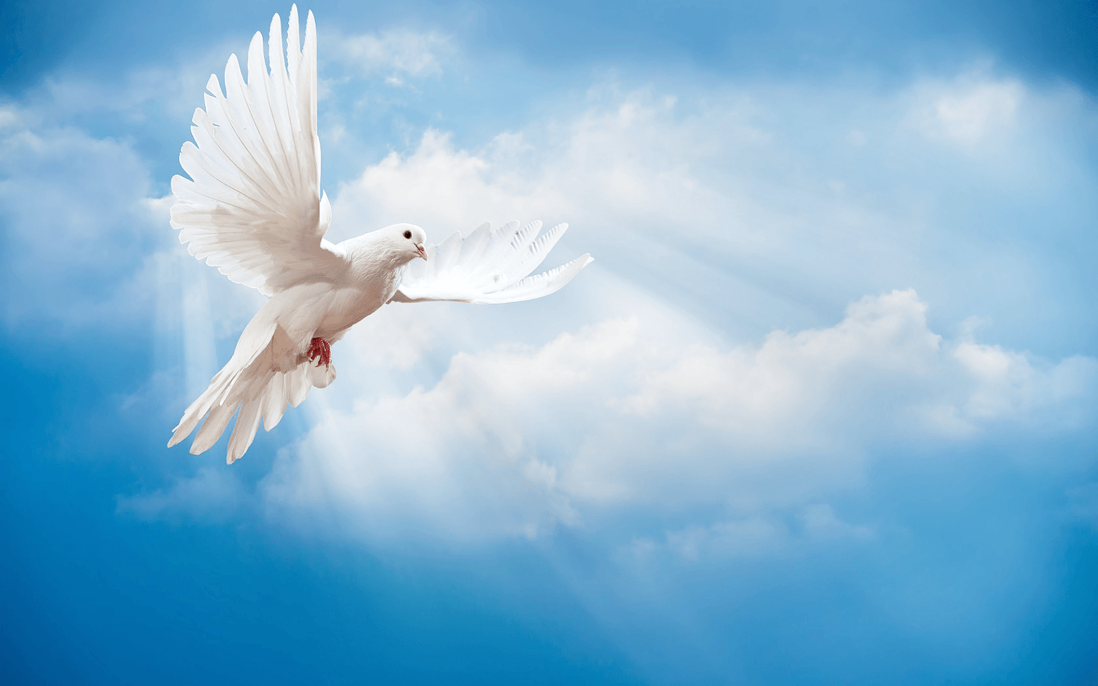 1600x1000 Free download clouds A white dove stands for peace Please share this bird [1600x1000] for your Desktop, Mobile & Tablet. Explore Wallpaper Birds and Clouds. Bird Wallpaper for Home