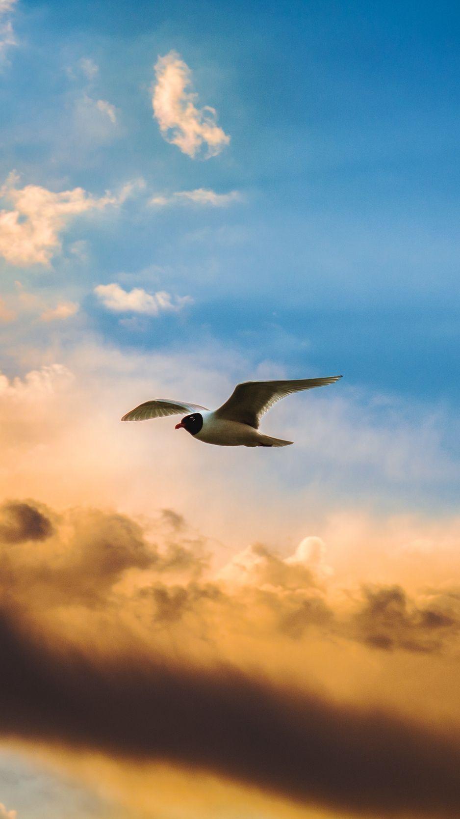 938x1668 Bird, flight, sky, clouds wallpaper, background iphone. Infinity wallpaper, Cloud wallpaper, Background