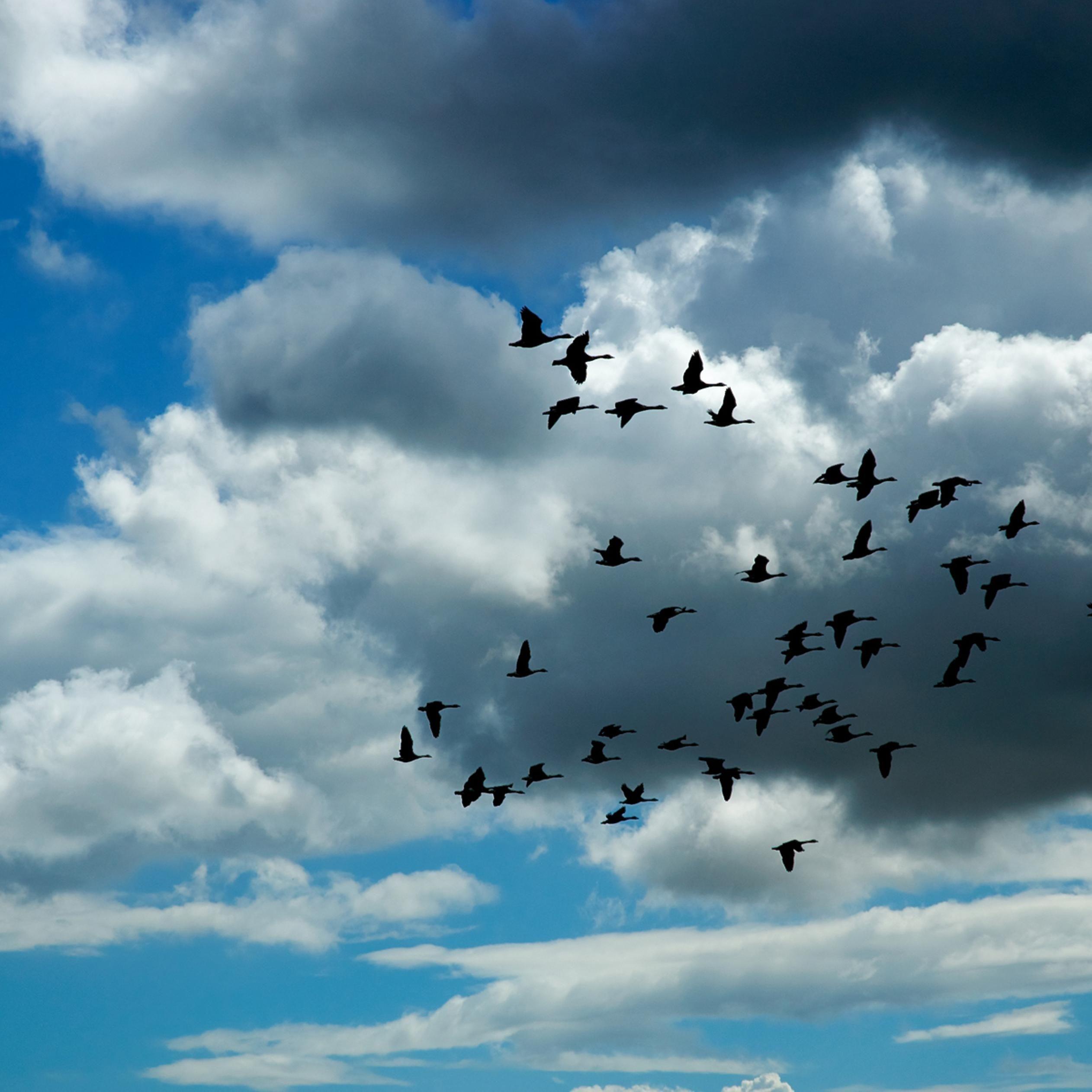 Летящие красивые птицы летящие. Стая птиц. Птицы в небе. Птицы улетают. Стая птиц в небе.
