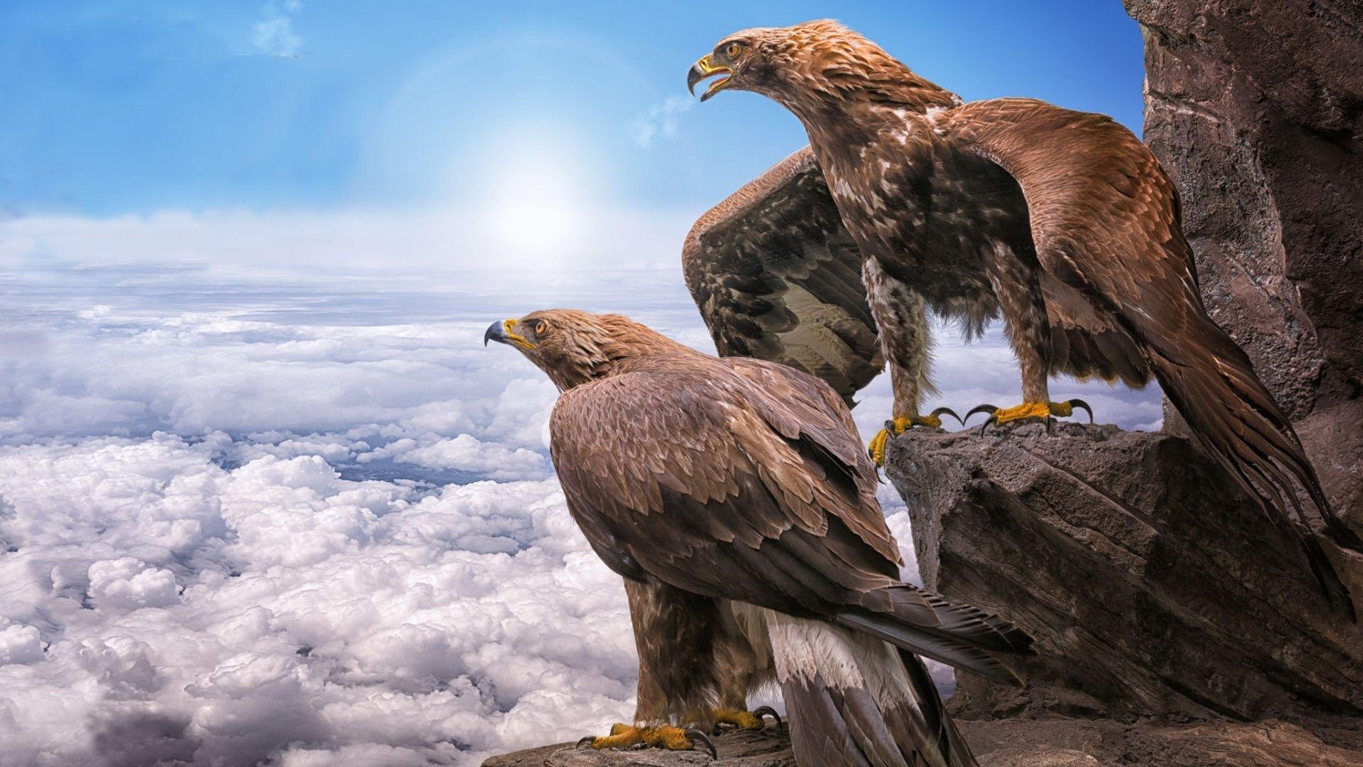 1920x1080 Golden Eagles, Birds, Clouds, Wallpaper
