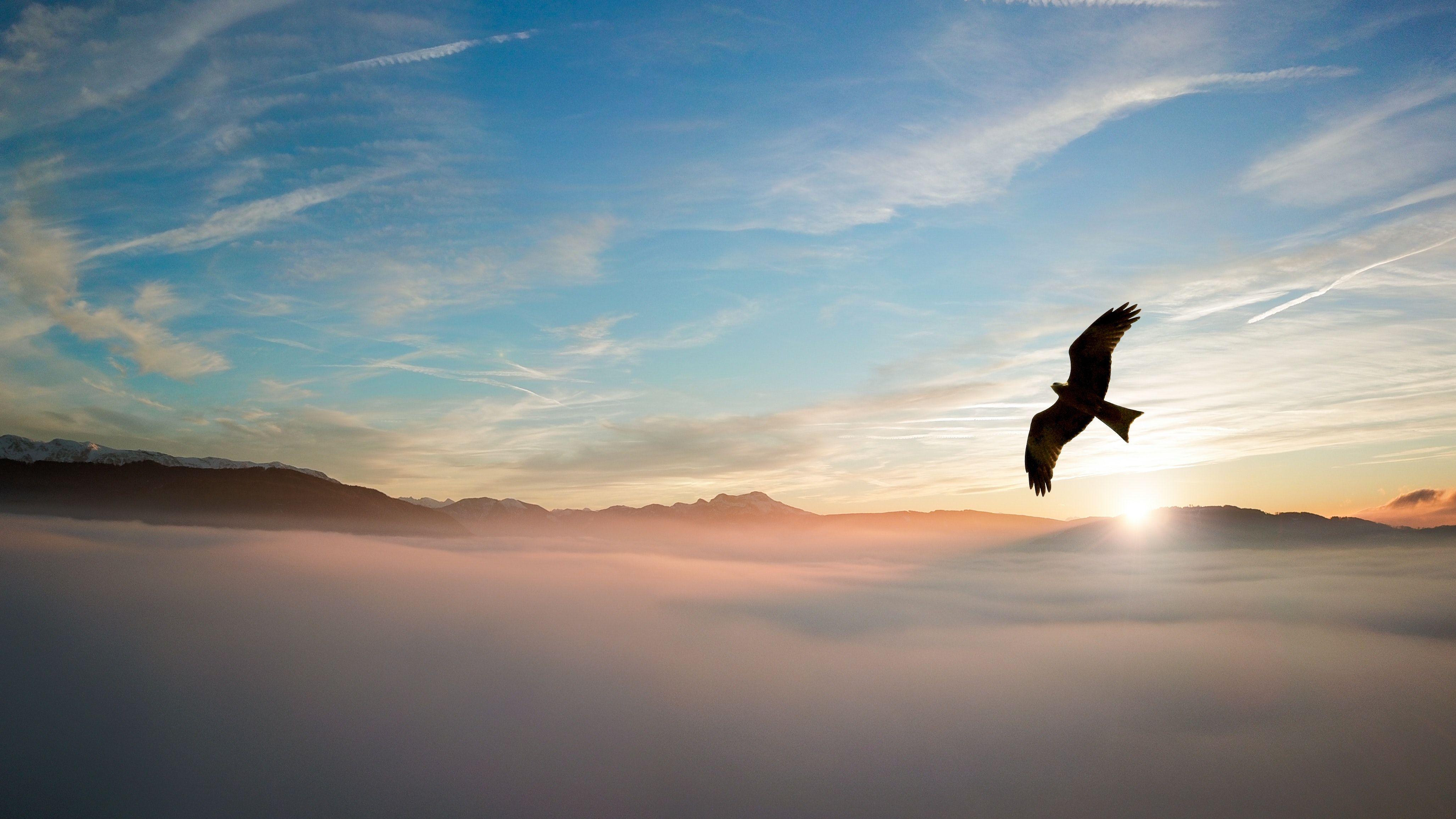 Birds and Clouds Wallpapers - Top Free Birds and Clouds Backgrounds