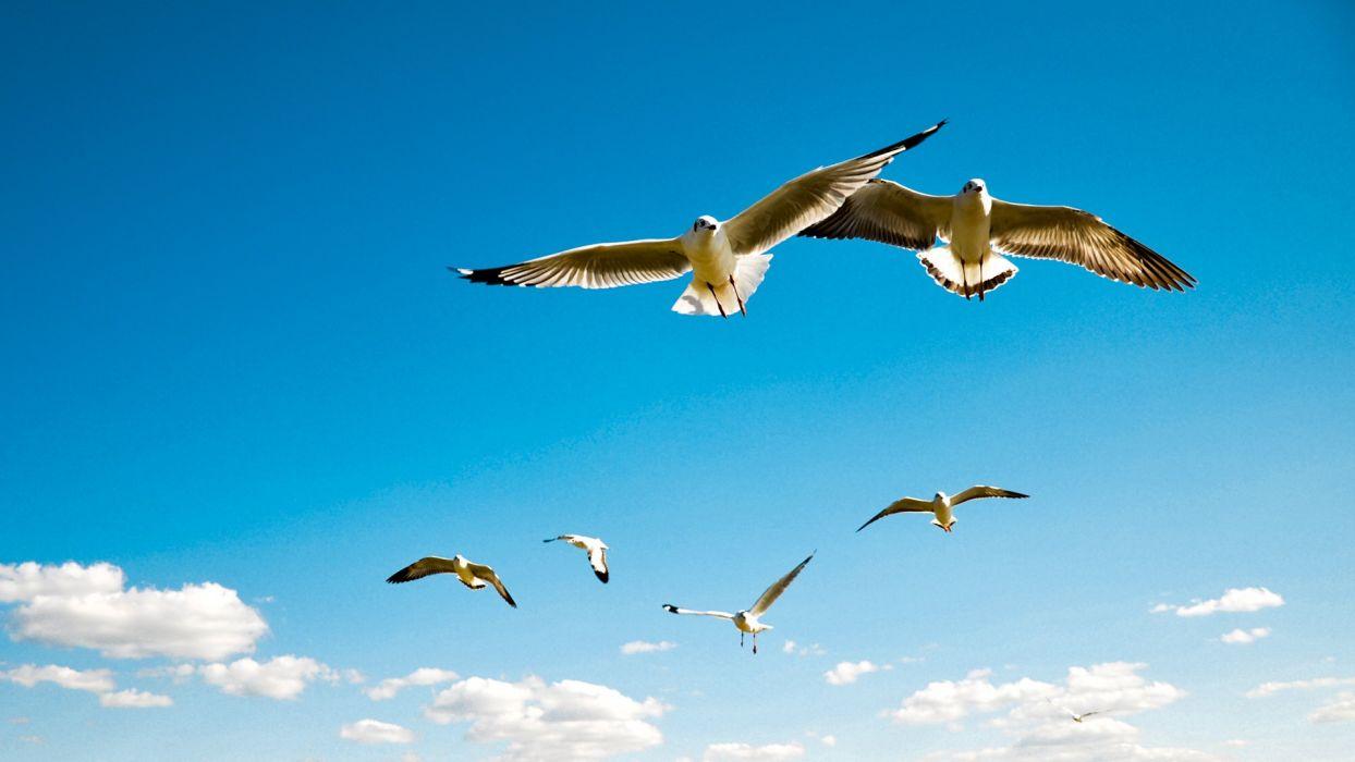 Birds and Clouds Wallpapers - Top Free Birds and Clouds Backgrounds