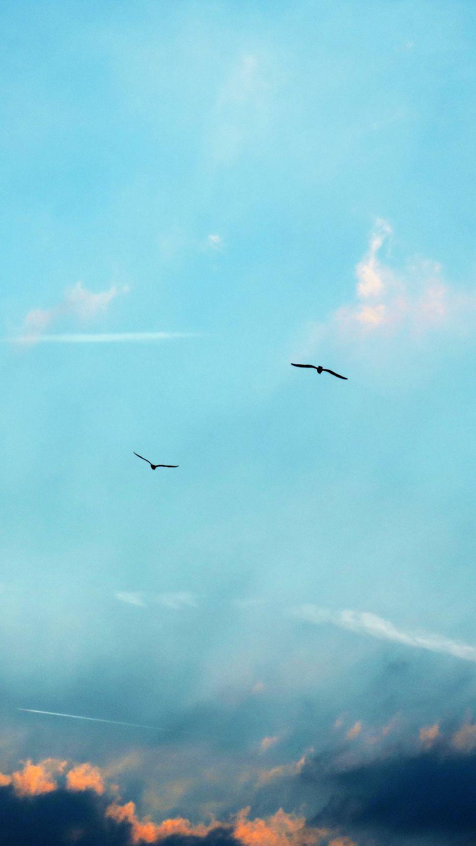 938x1668 Download Wallpaper 938x1668 Birds, Silhouettes, Flight, Sky, Clouds Iphone 8 7 6s 6 For Parallax HD Background