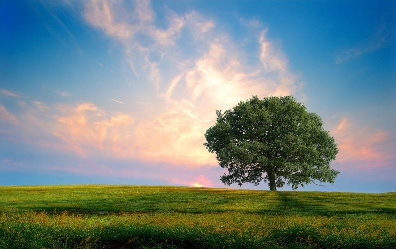 Sky and Tree Wallpapers - Top Free Sky and Tree Backgrounds -  WallpaperAccess