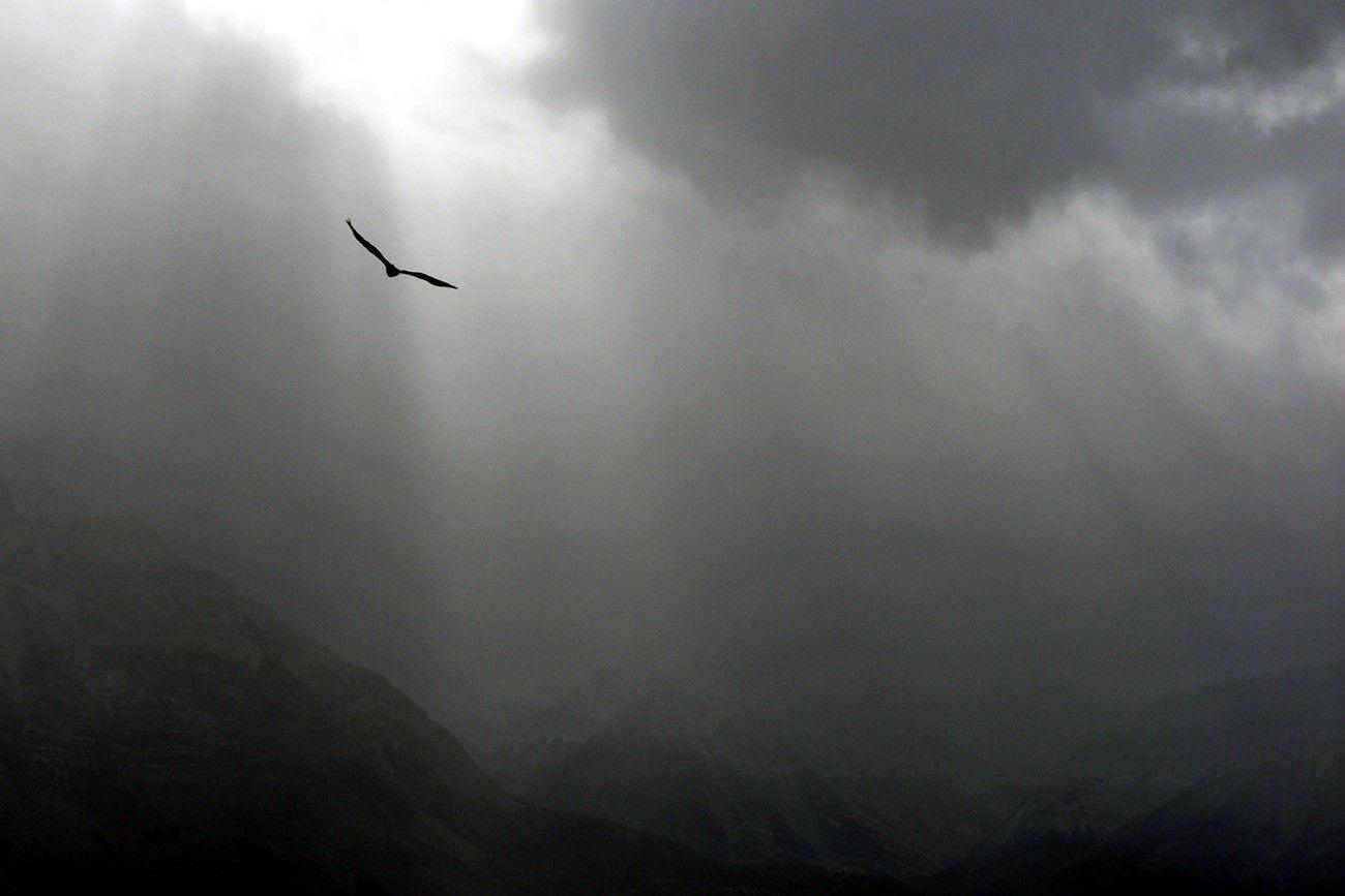1300x867 clouds birds gray overcast 1300x867 wallpaper High Quality Wallpaper, High Definition Wallpaper