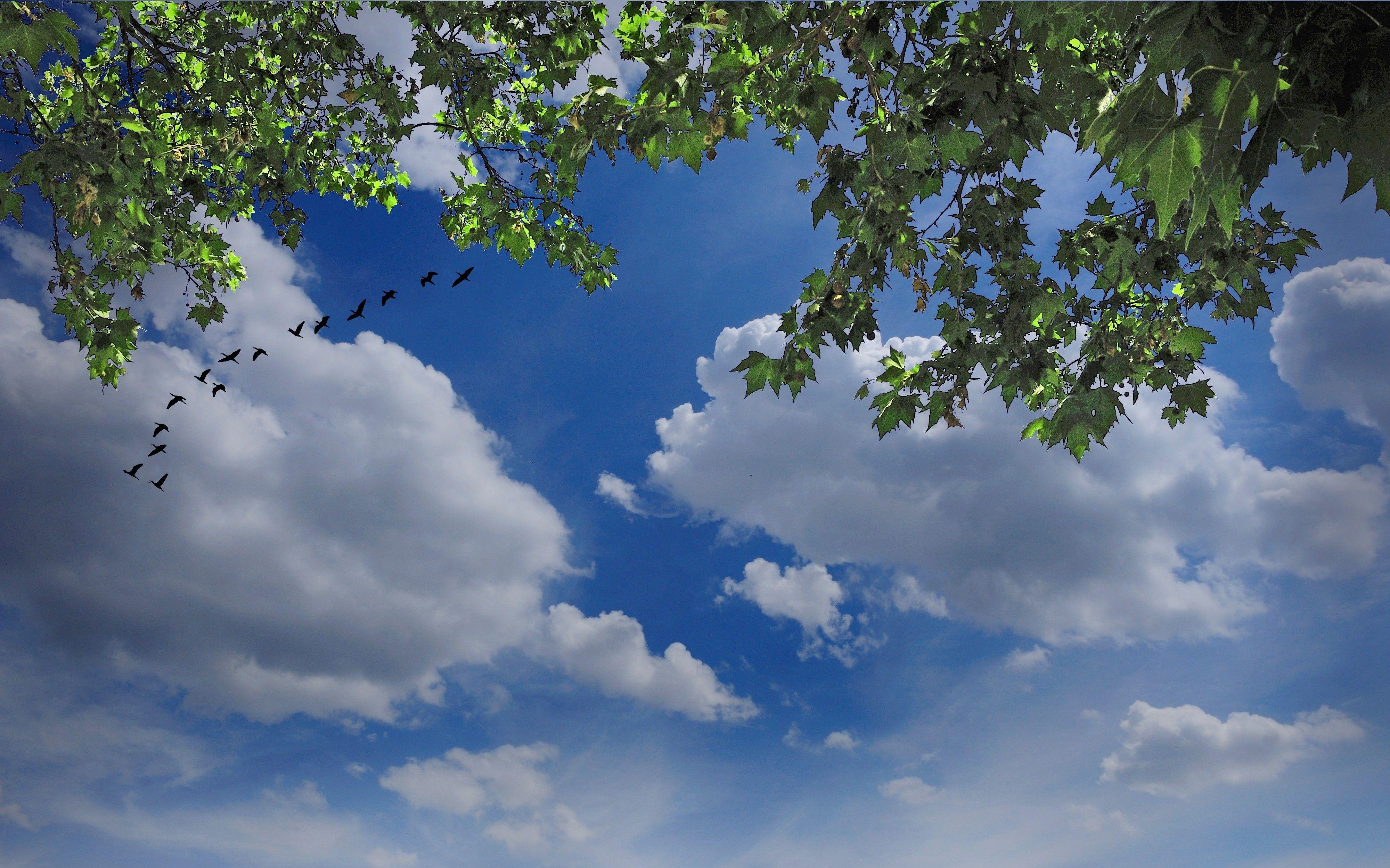 Birds and Clouds Wallpapers - Top Free Birds and Clouds Backgrounds