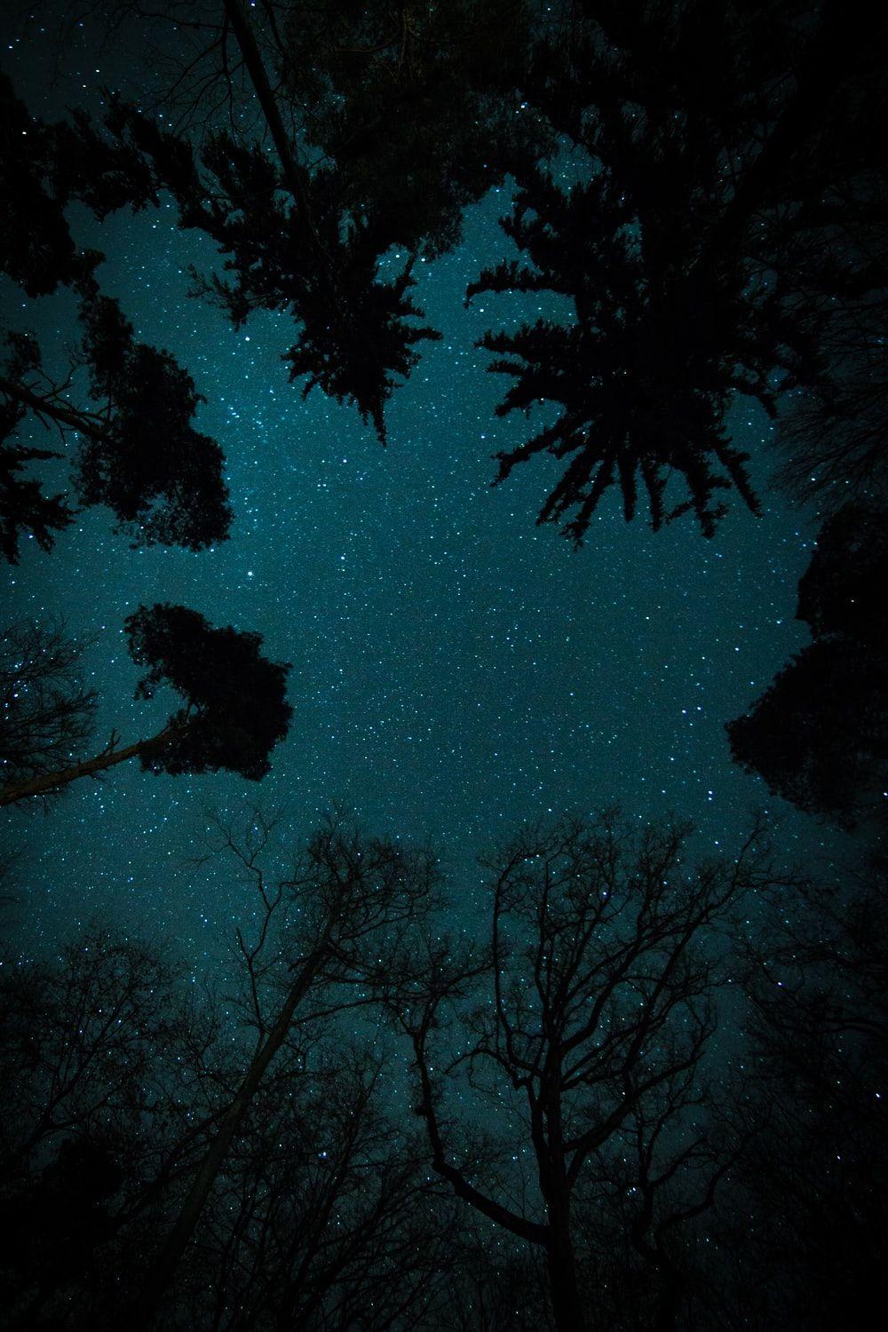 1000x1500 trees under starry sky photo