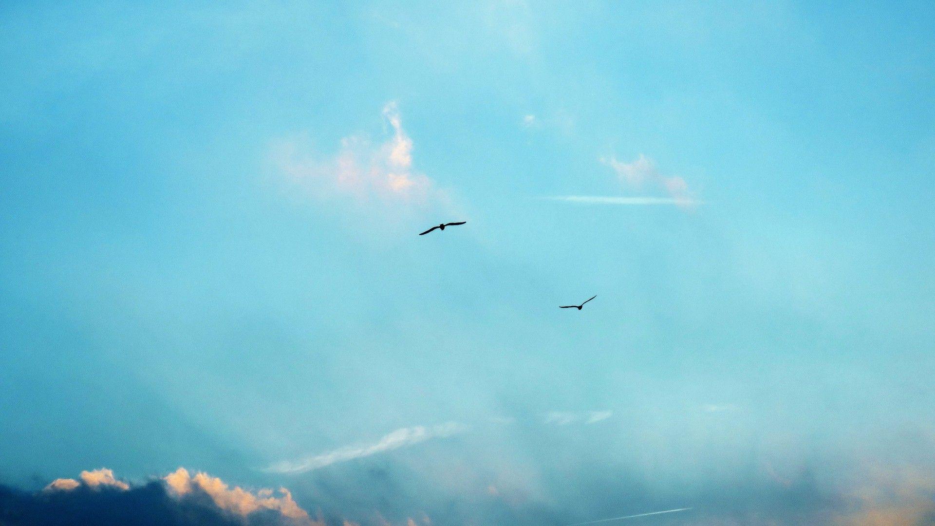 Birds and Clouds Wallpapers - Top Free Birds and Clouds Backgrounds