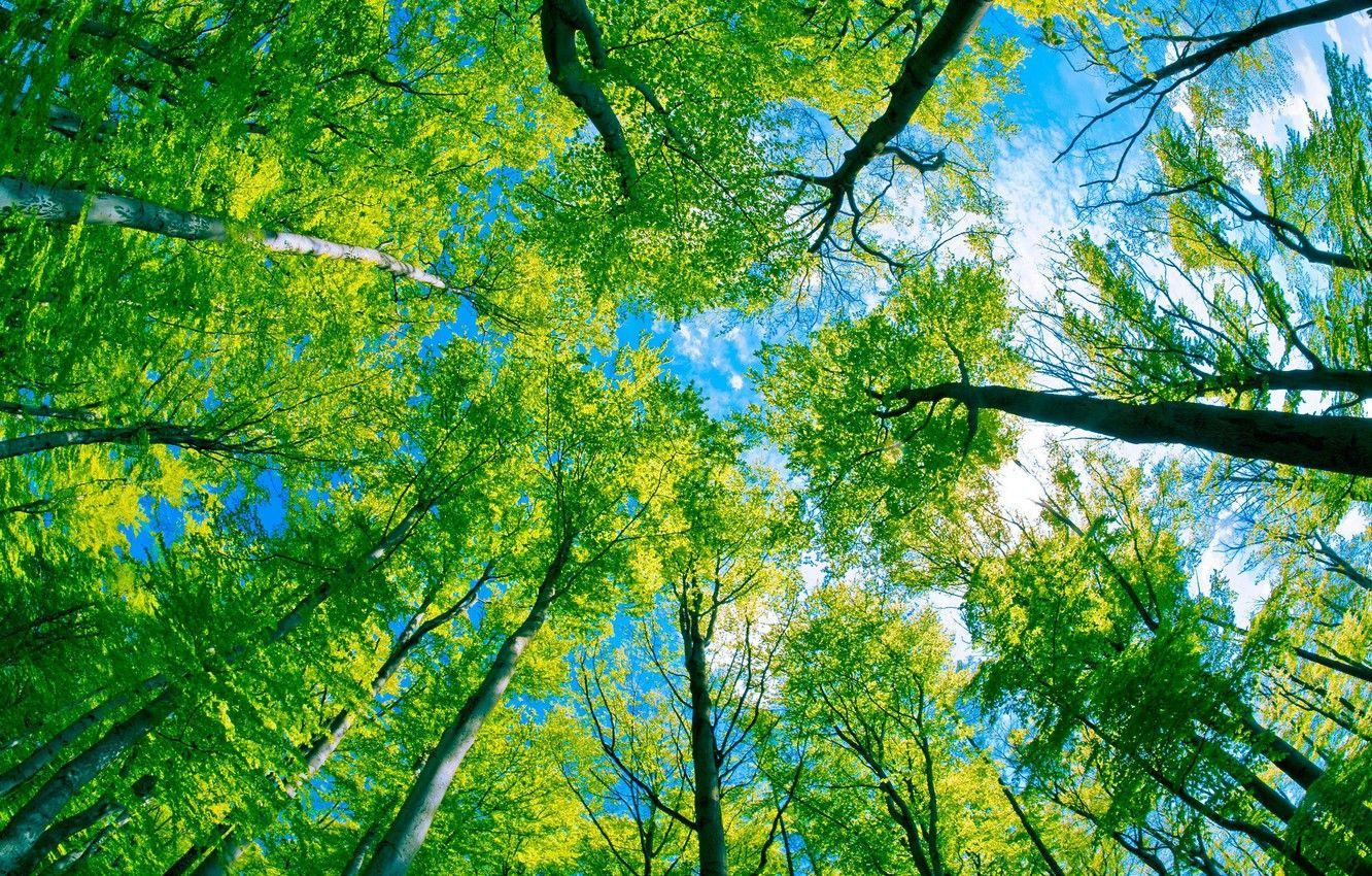 1332x850 Wallpaper forest, the sky, trees, everyday bottom, Under the trees, green Kingdom image for desktop, section природа