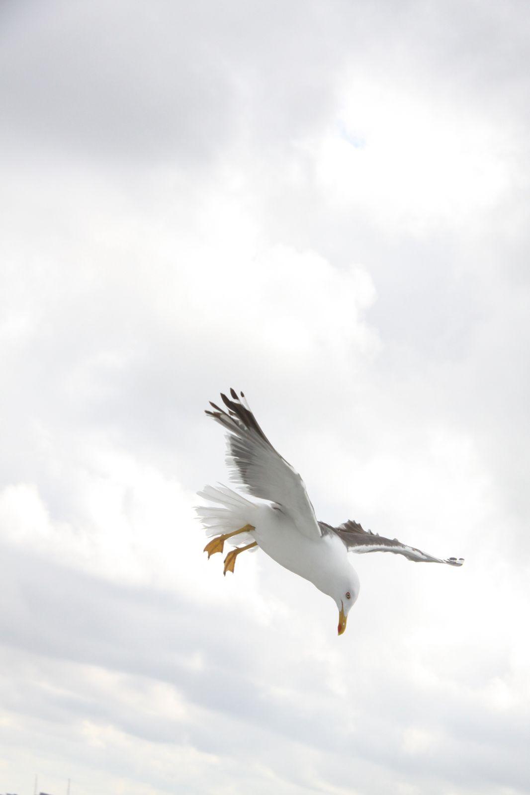 1066x1600 Sky Clouds Bird Flying Wallpaper.com. Best High Quality Wallpaper