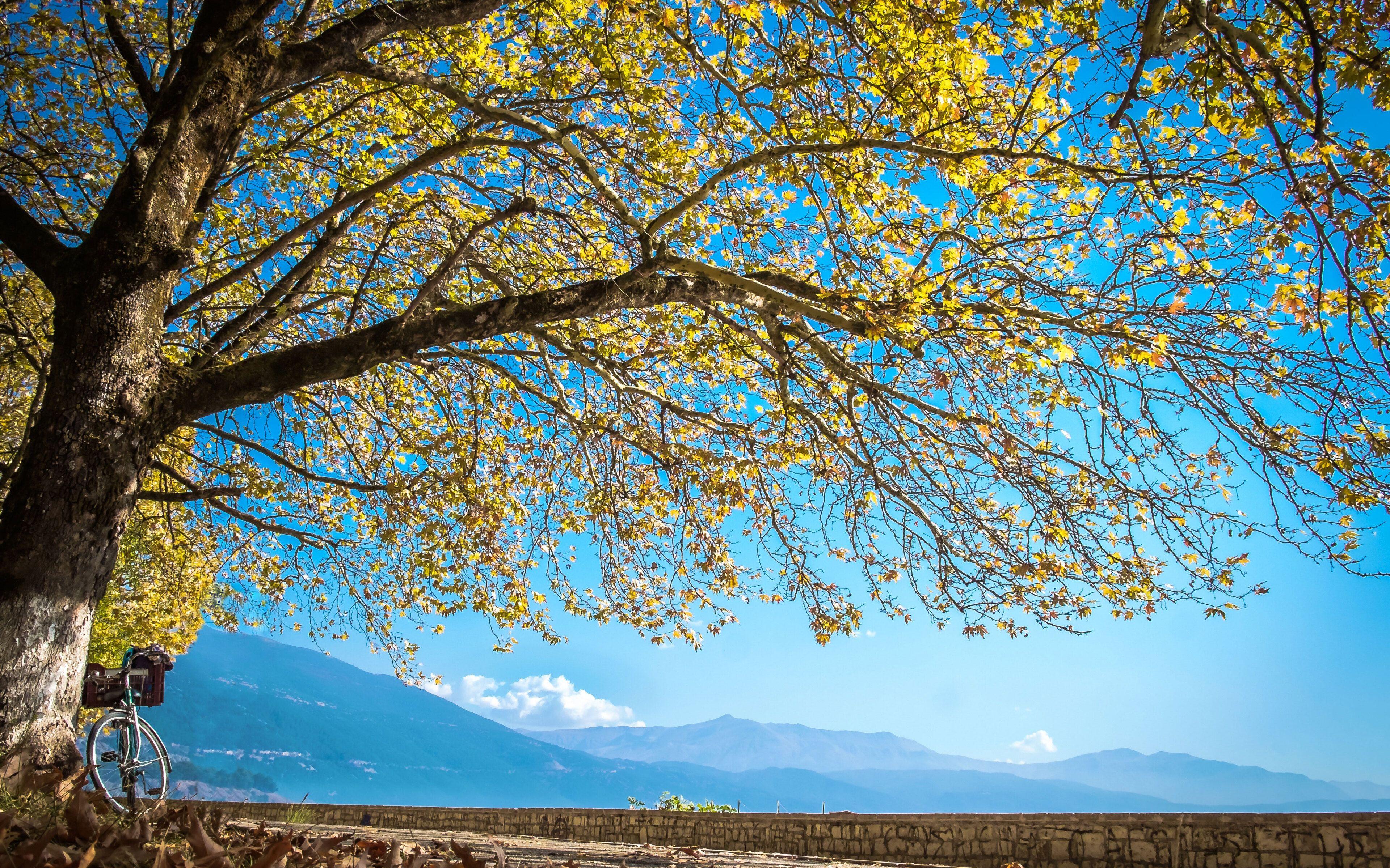 3840x2400 Autumn Cycle Sky Tree Leaves 4k 5k 4k HD 4k Wallpaper, Image, Background, Photo and Picture