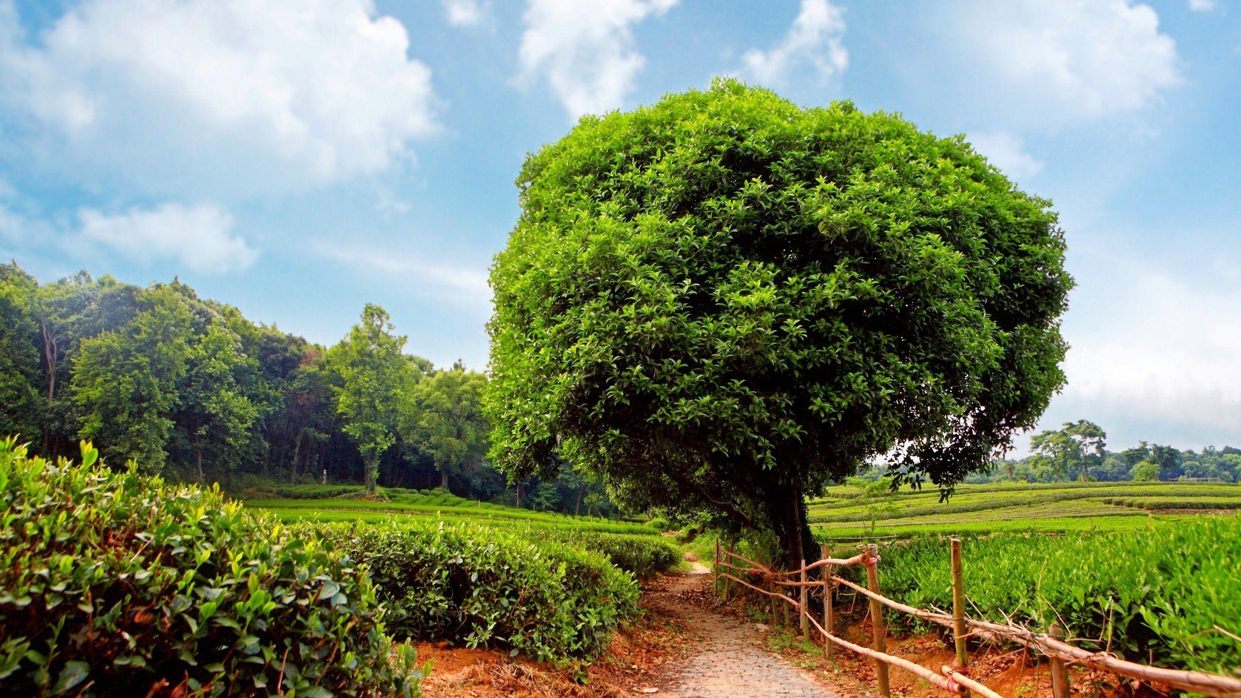 2560x1440 Big Green Tree at Village HD wallpaper