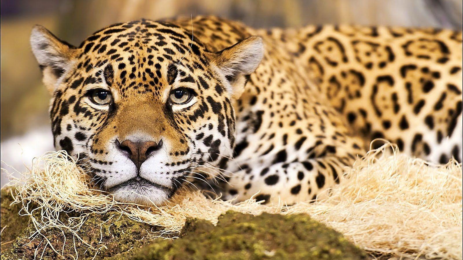 1600x900 HD wallpaper cats Wild & tame 3D HD Wallpaper. Jaguar animal, Animals black and white, Beauty animals