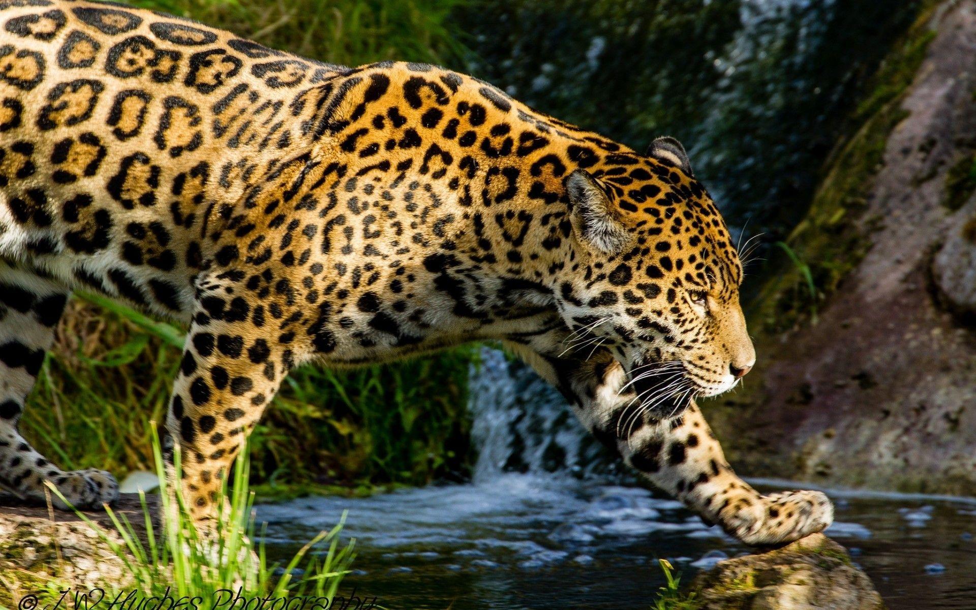 1920x1200 Title Animal Jaguar Cats Wallpaper Animal Full HD HD Wallpaper
