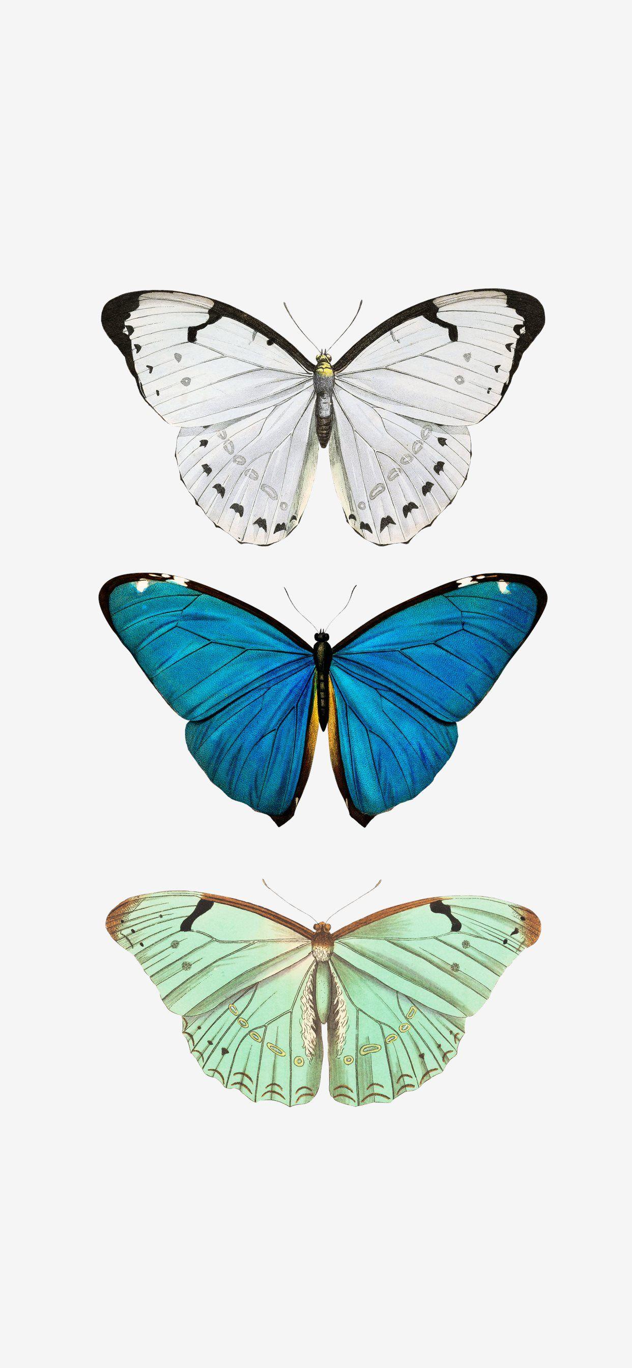 1242x2688 Butterfly iPhone X Wallpaper Free Download
