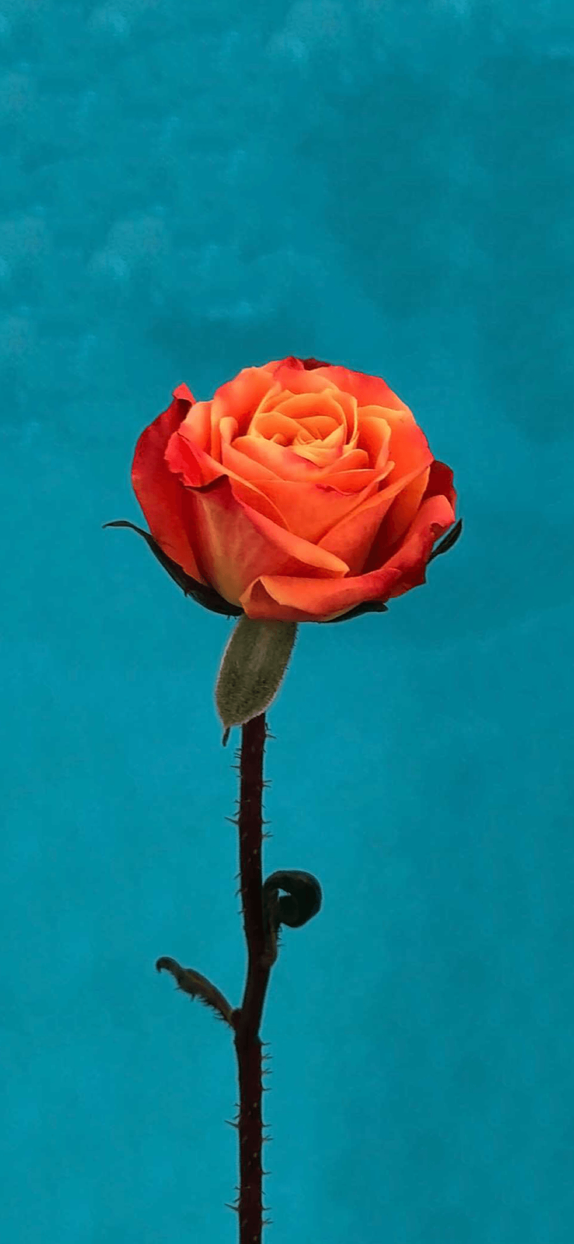 1125x2436 Orange iPhone Wallpaper