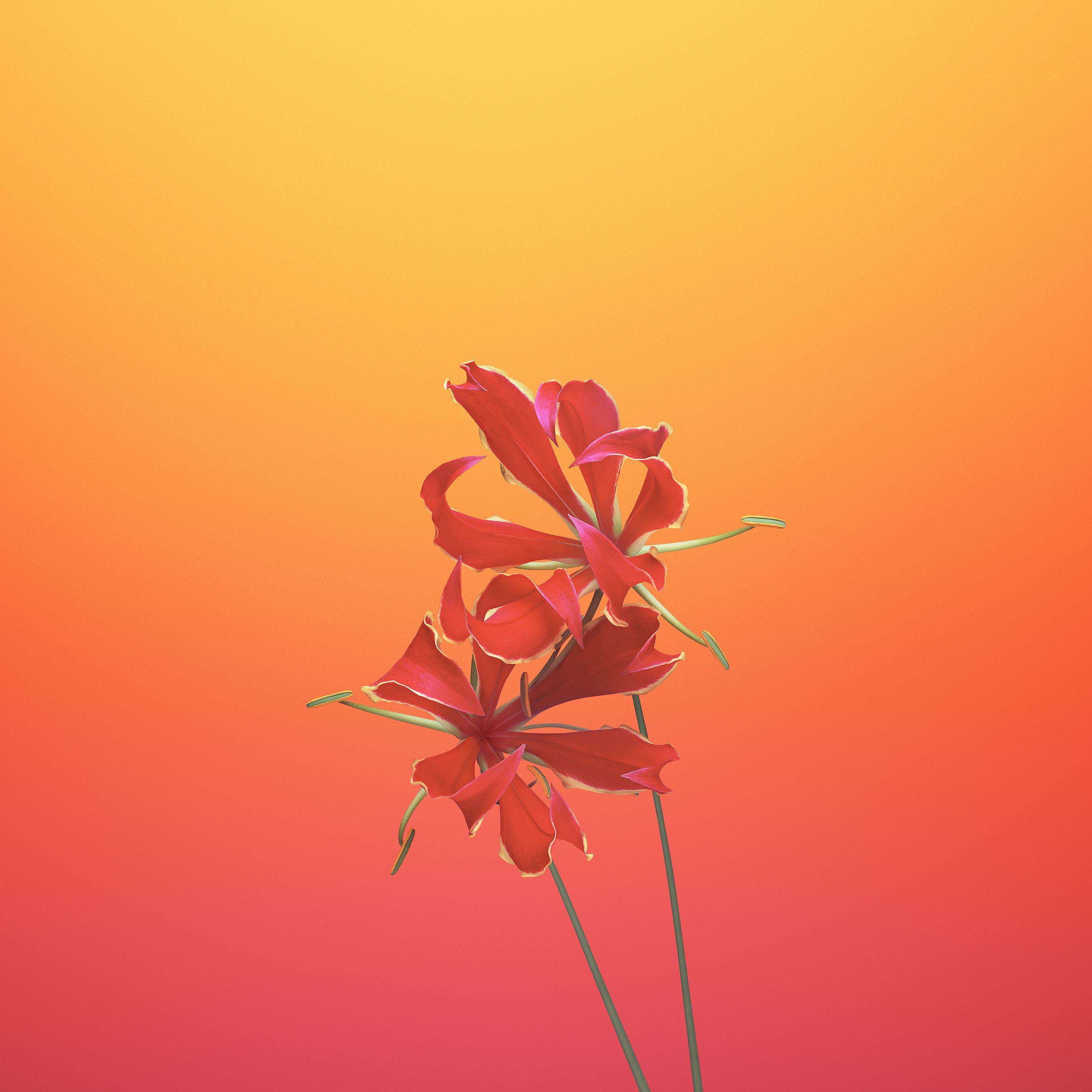 2706x2706 Orange Flower iPhone Wallpaper