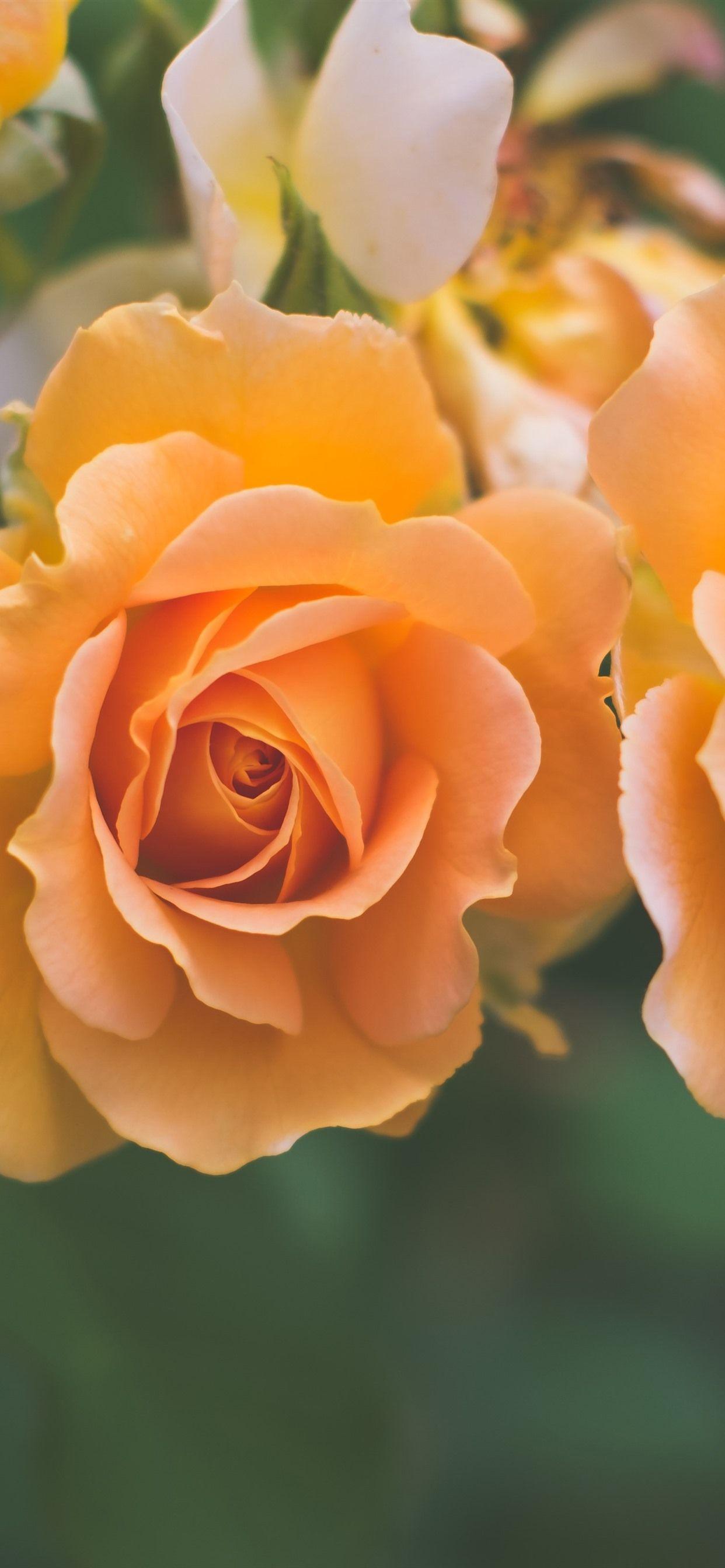 1242x2688 Orange Roses Close Up, Hazy Background 1242x2688 IPhone 11 Pro XS Max Wallpaper, Background, Picture, Image