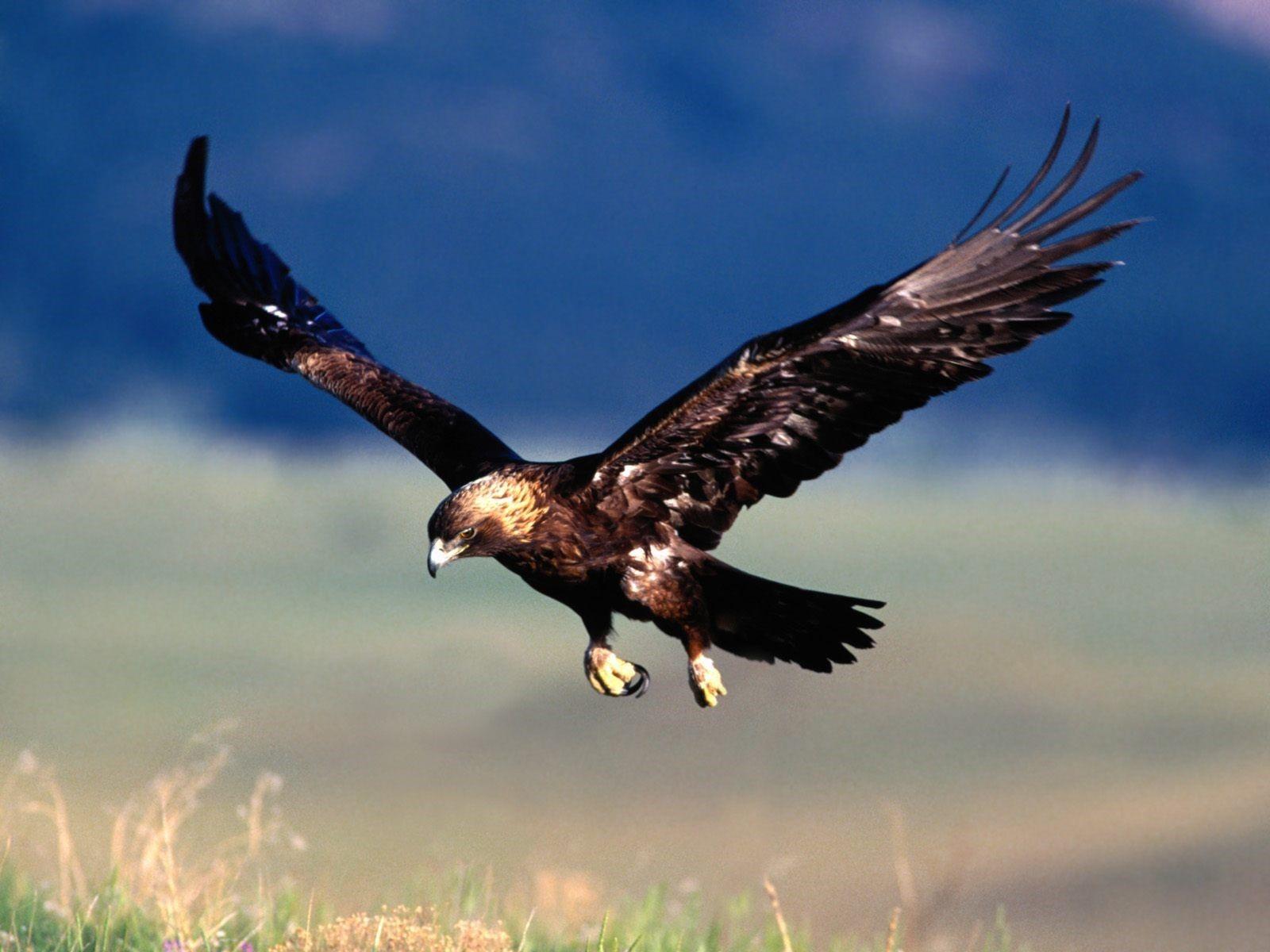 1600x1200 Golden Eagle Flying on Sky Wallpaper. Golden eagle flying, Eagle in flight, Eagle wallpaper