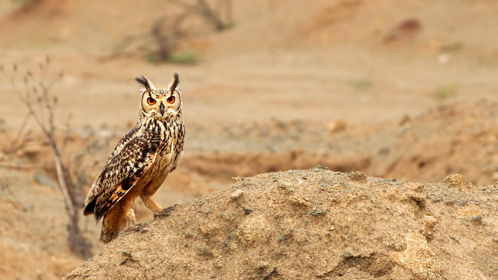 1920x1080 The Indian Eagle Owl