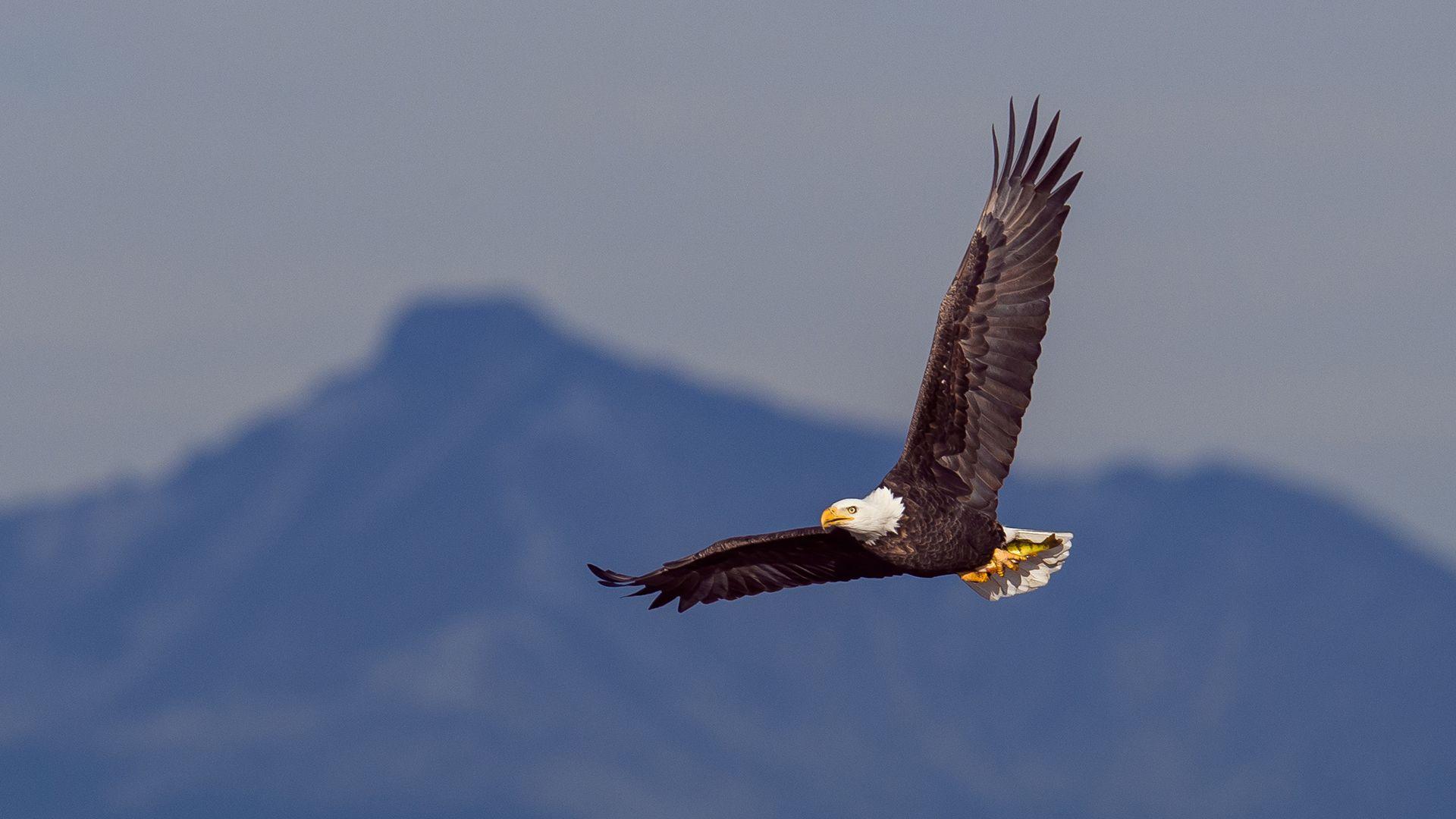 1920x1080 A Native American eagle feather's unlikely journey