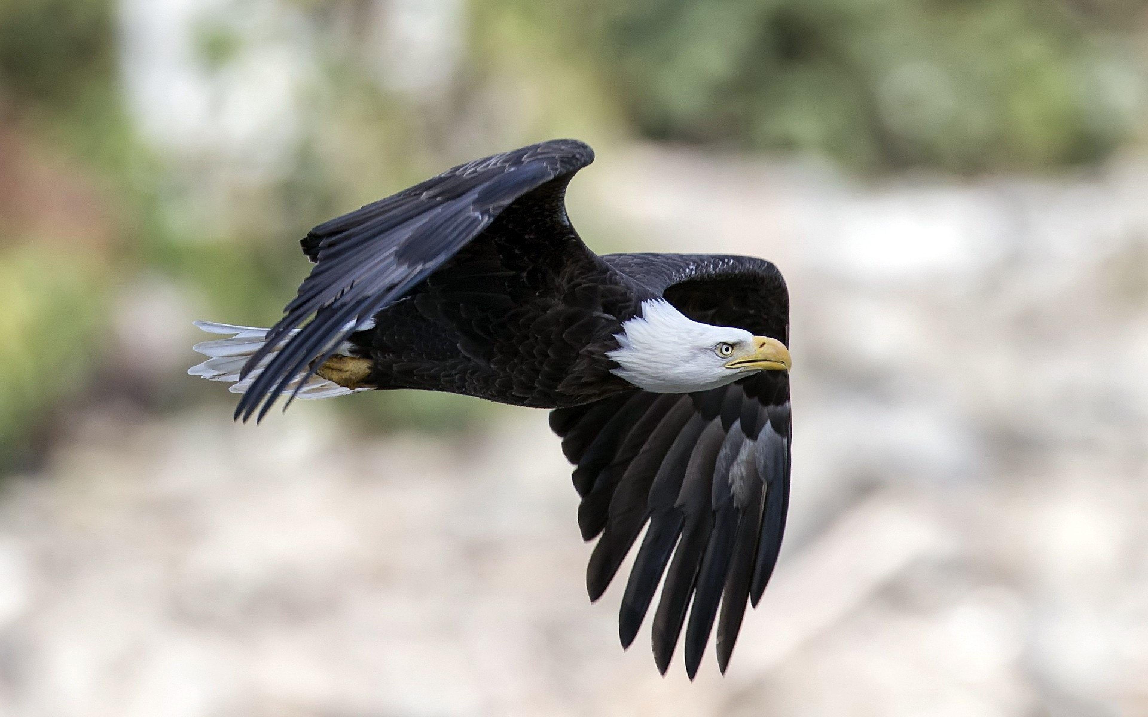 3840x2400 Eagle