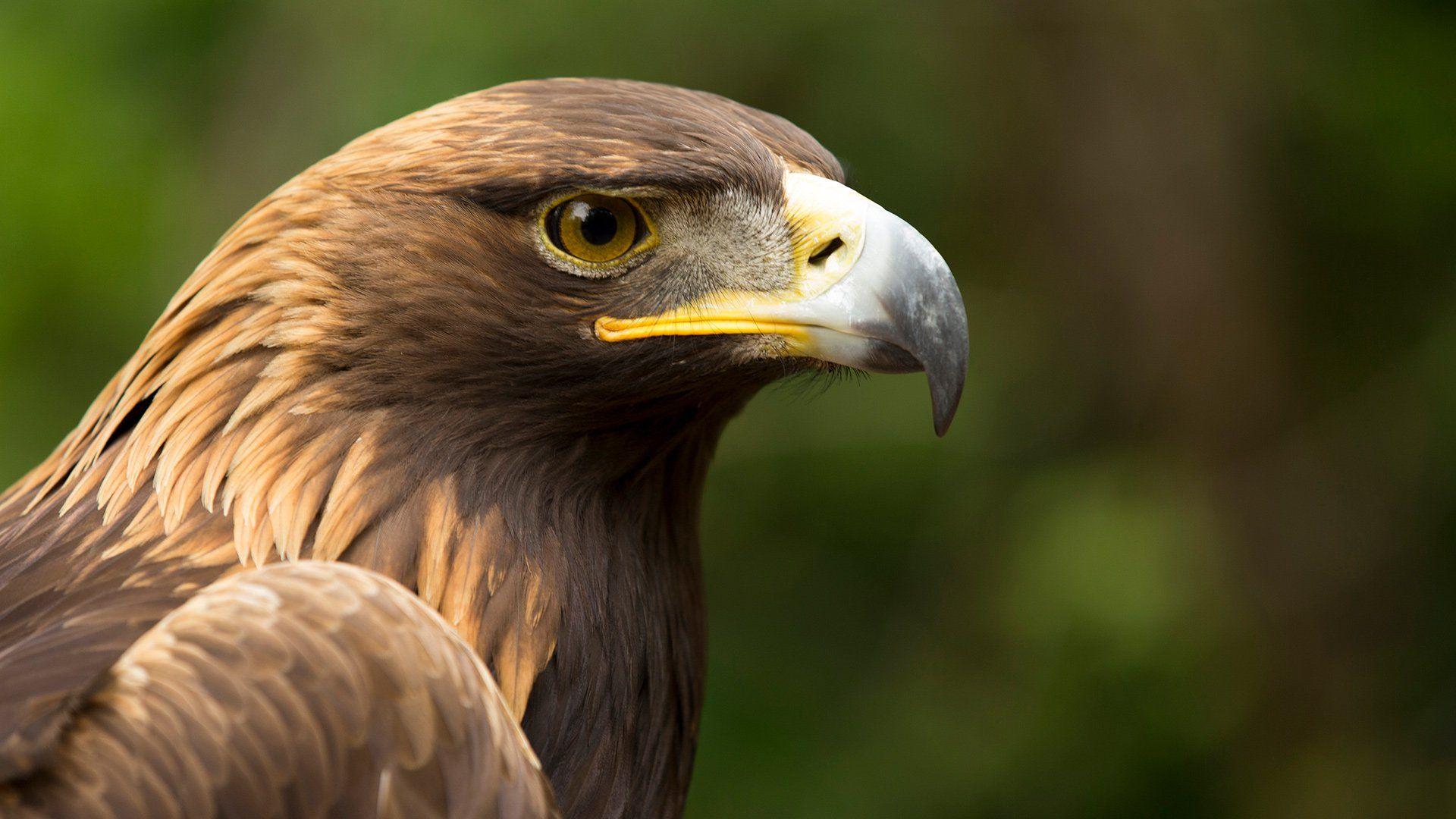 1920x1080 A Native American eagle feather's unlikely journey