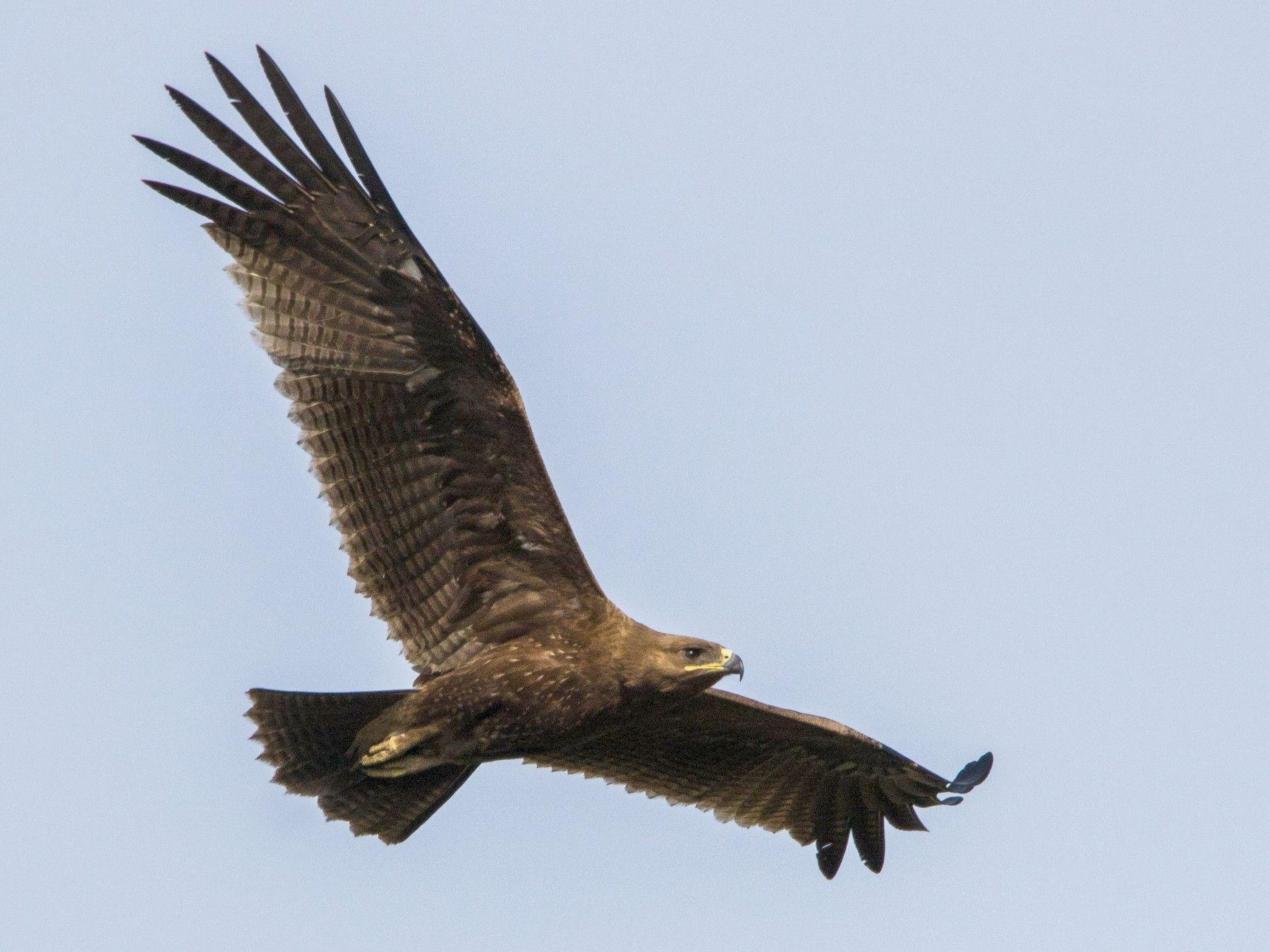 1800x1350 Indian Spotted Eagle